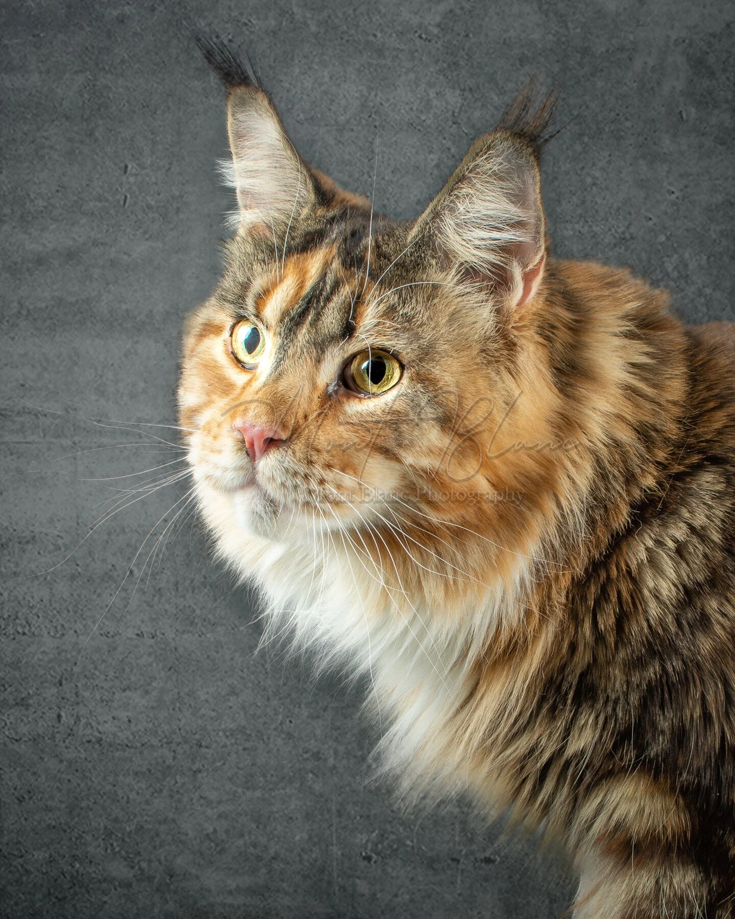 A girl that would melt anyone's heart. Une fille qui ferait fondre le c&oelig;ur de n'importe qui. www.MontBlancPhotography.com #mainecoon #cats #cat #catsofinstagram #mainecooncat #mainecoonsofinstagram #of #catstagram #mainecoonlovers #kitten #main