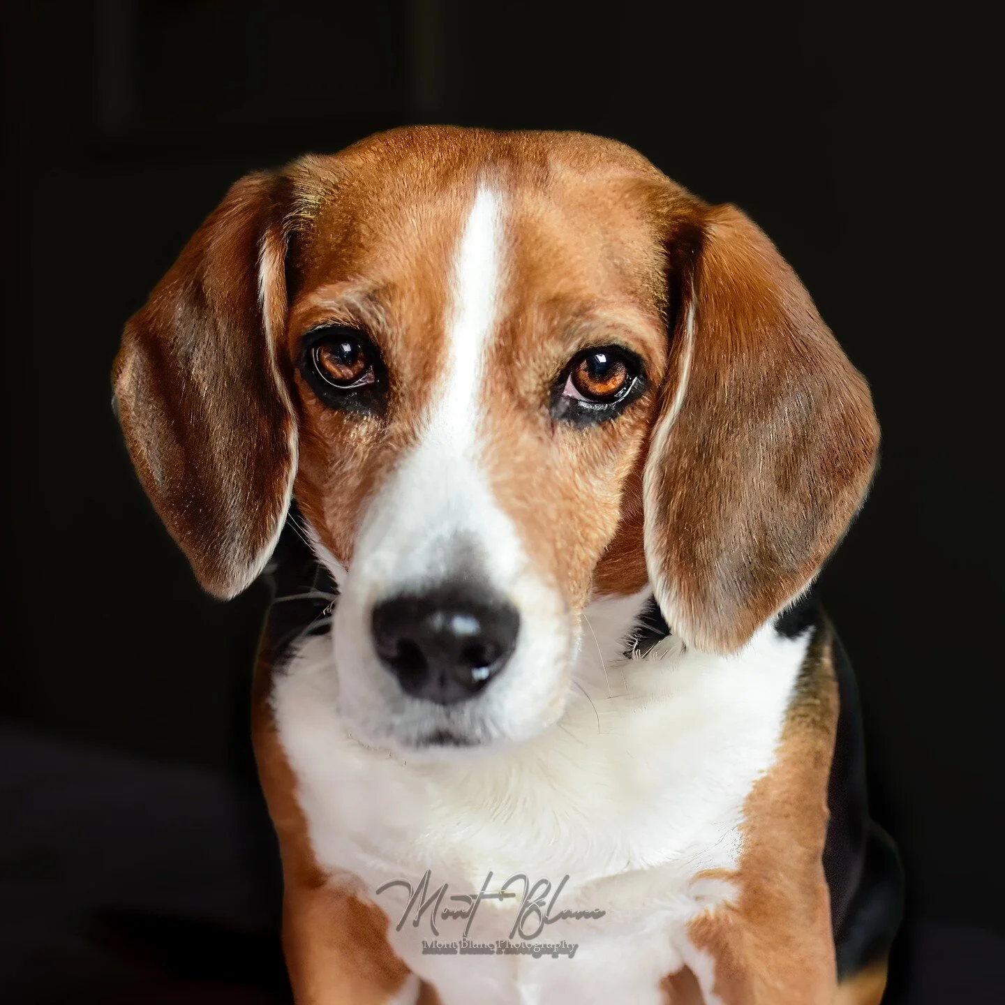 Those puppy dog eyes! 😍❤️❤️. www.MontBlancPhotography.com. #beagle #beagleworld #beaglestagram #instabeagle #dogs #beaglelover #beaglegram #grumpybeaglesunited #beagleoftheday #justbeagles #beagleloveit #beagleboy #beaglelovers #beagleworld_feature 