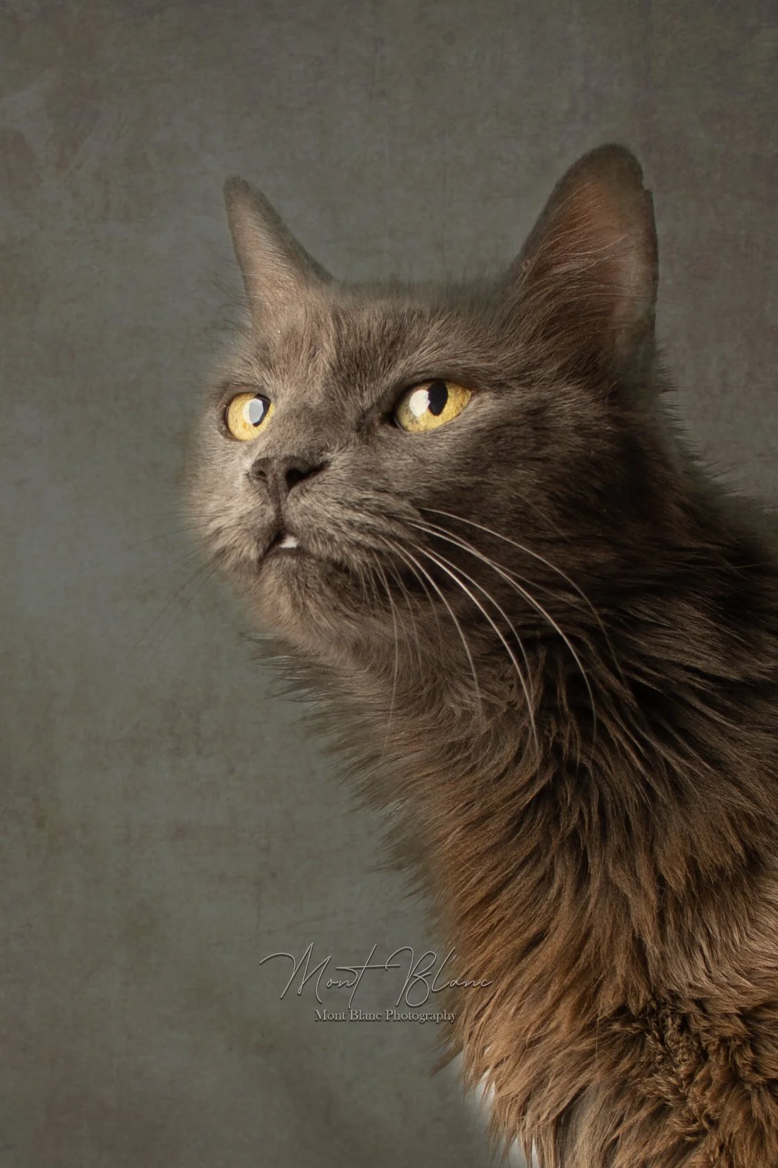 Nous avons fait appel à Heather pour notre association Paw’pattes suite à son adorable proposition de prendre bénévolement en photo certains de nos protégés. Heather prends le temps de mettre les animaux en confiance en passant beaucoup de temps à jo