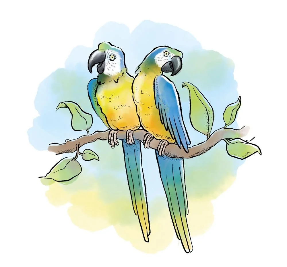 Illustration of two blue and yellow macaws sat on a branch