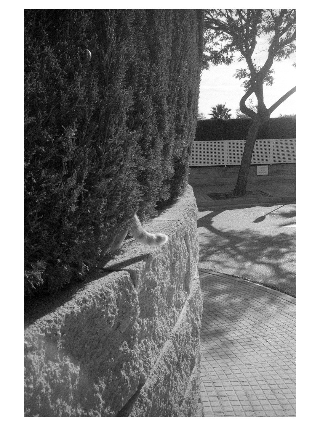 A few snaps from Palma de Mallorca earlier this year. 
⁣
Olympus XA2 &amp; Ilford Delta 400.⁣
⁣
@lensfayre #filmaintdead #mallorcaonfilm