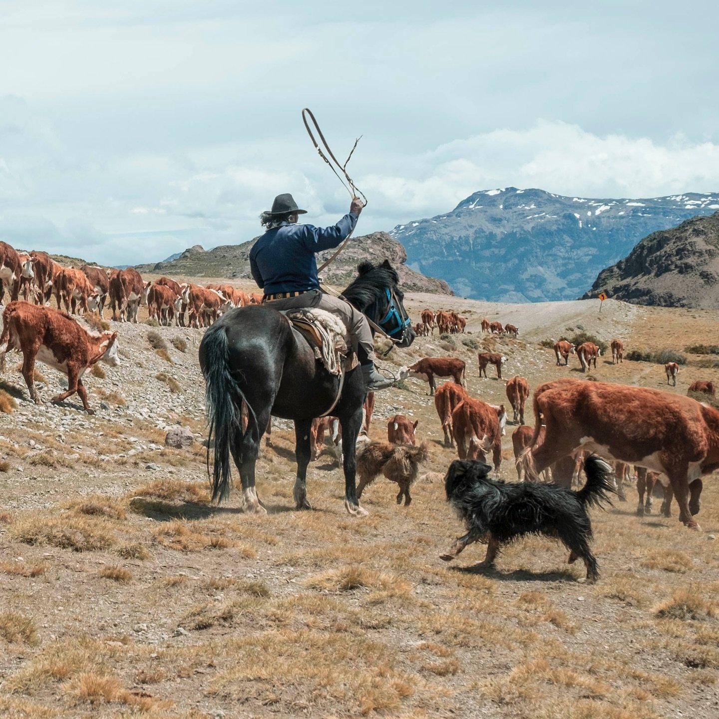 A little before the border with Chile we come across three gauchos and a herd of cows. They are on their way to another place. The cows are driven in the desired direction by the dogs and the gauchos on horseback. We walk and ride with them for an ho