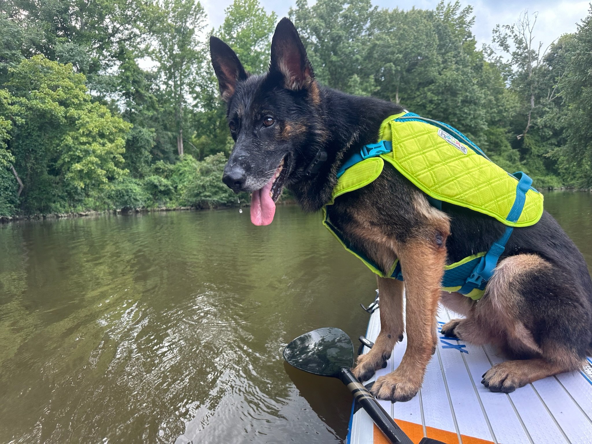  A group of dogs engaging in physical activities during a Dogmatica K9 adventure program, showcasing the importance of exercise for their well-being in Knoxville, TN 