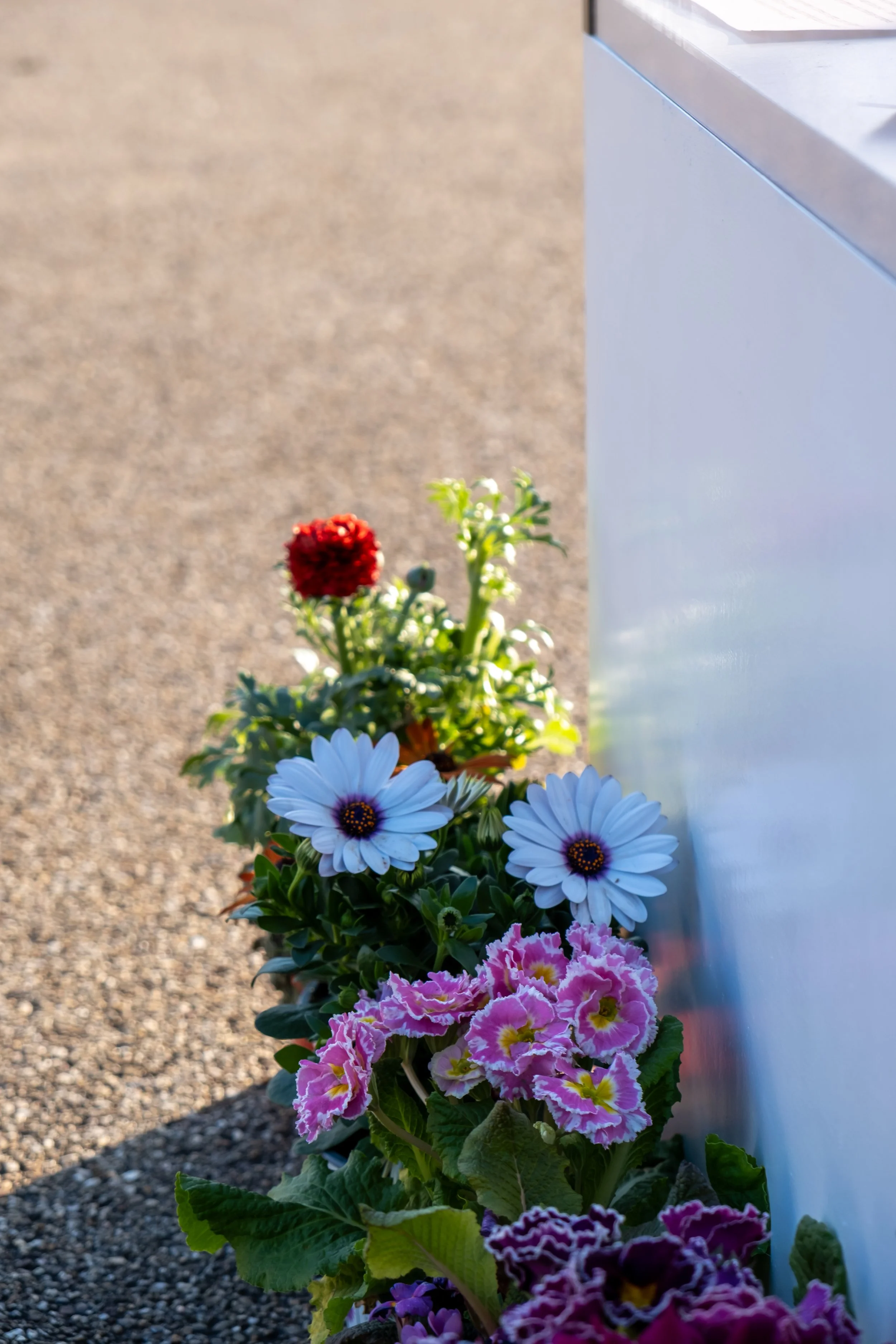 DSCF6108.jpg