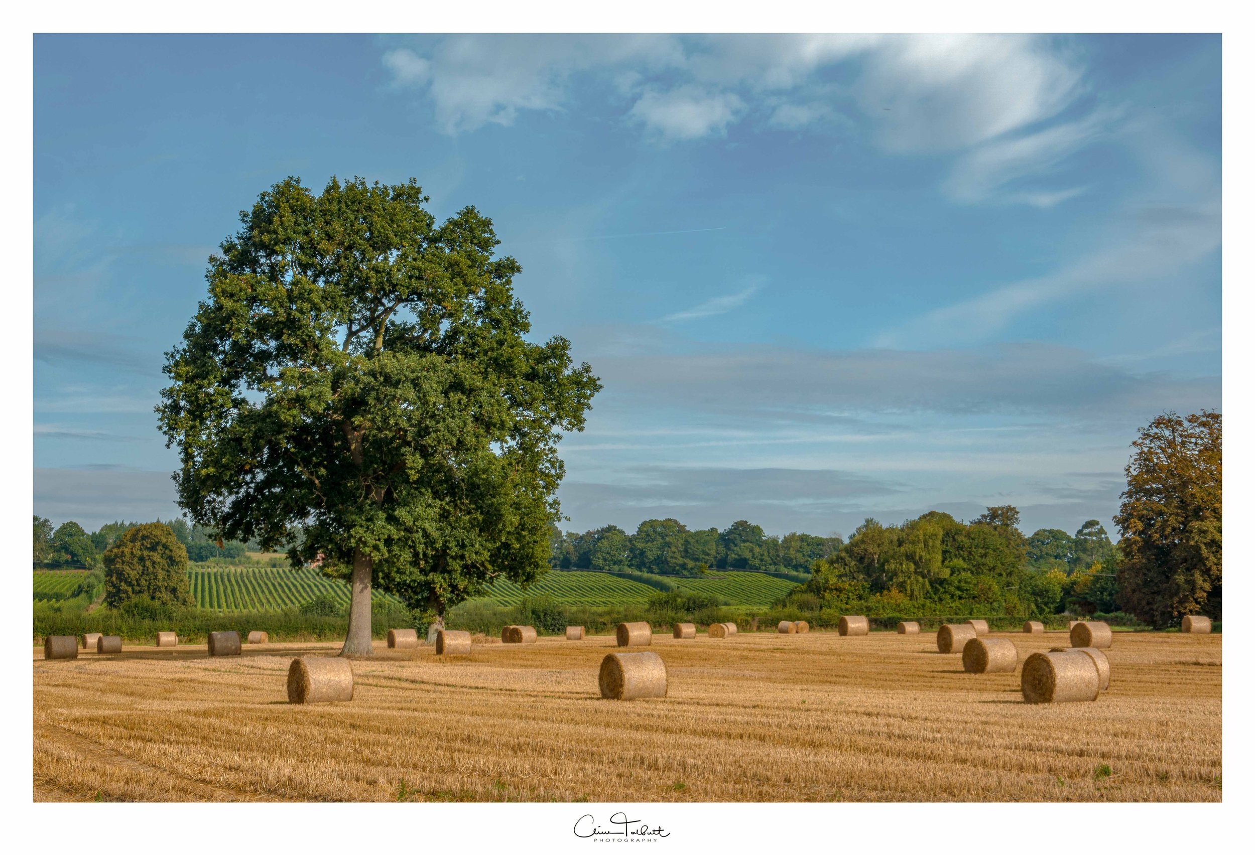 harvest 3.jpg
