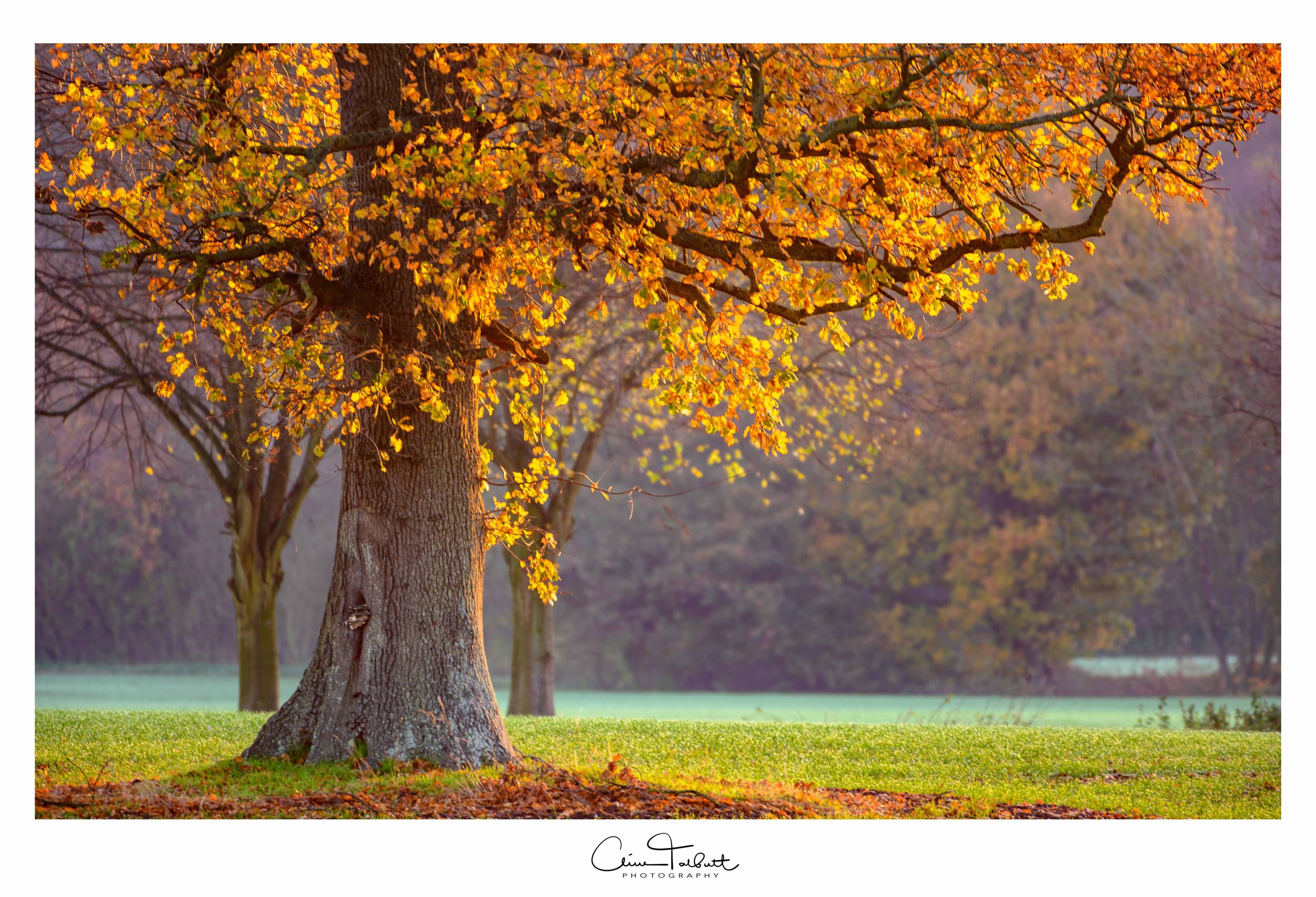 early morning tree.jpg