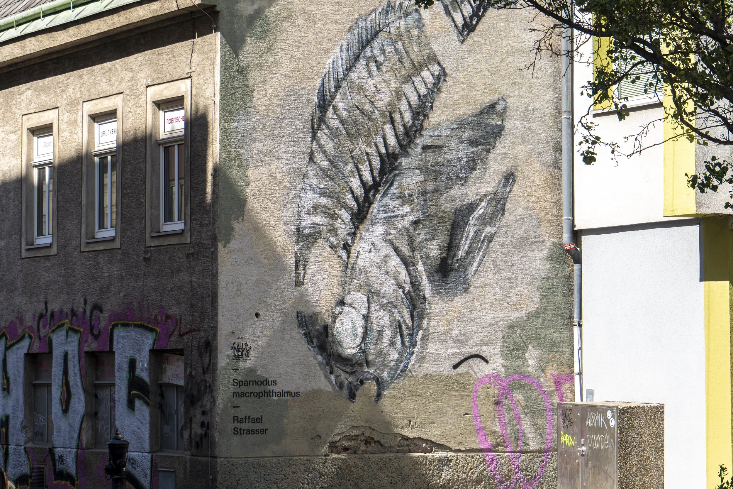 Fischfossil: Sparnodus macrophthalmus | Raffael Strasser