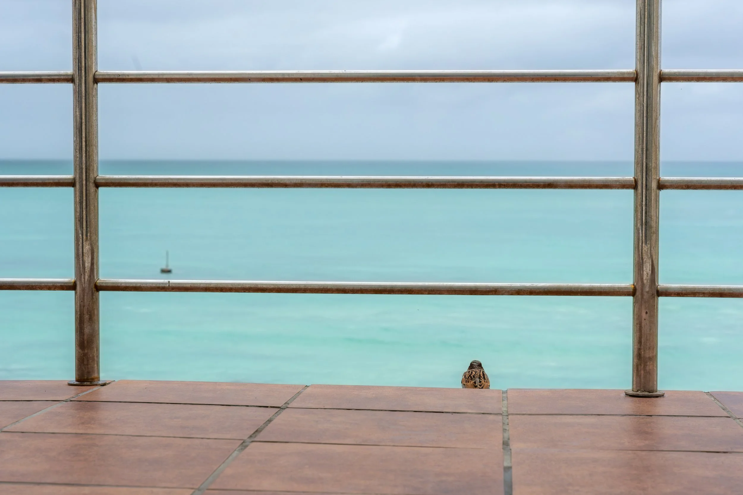 A small bird stands on a tiled floor behind a metal railing, with the sea and a cloudy sky in the background.