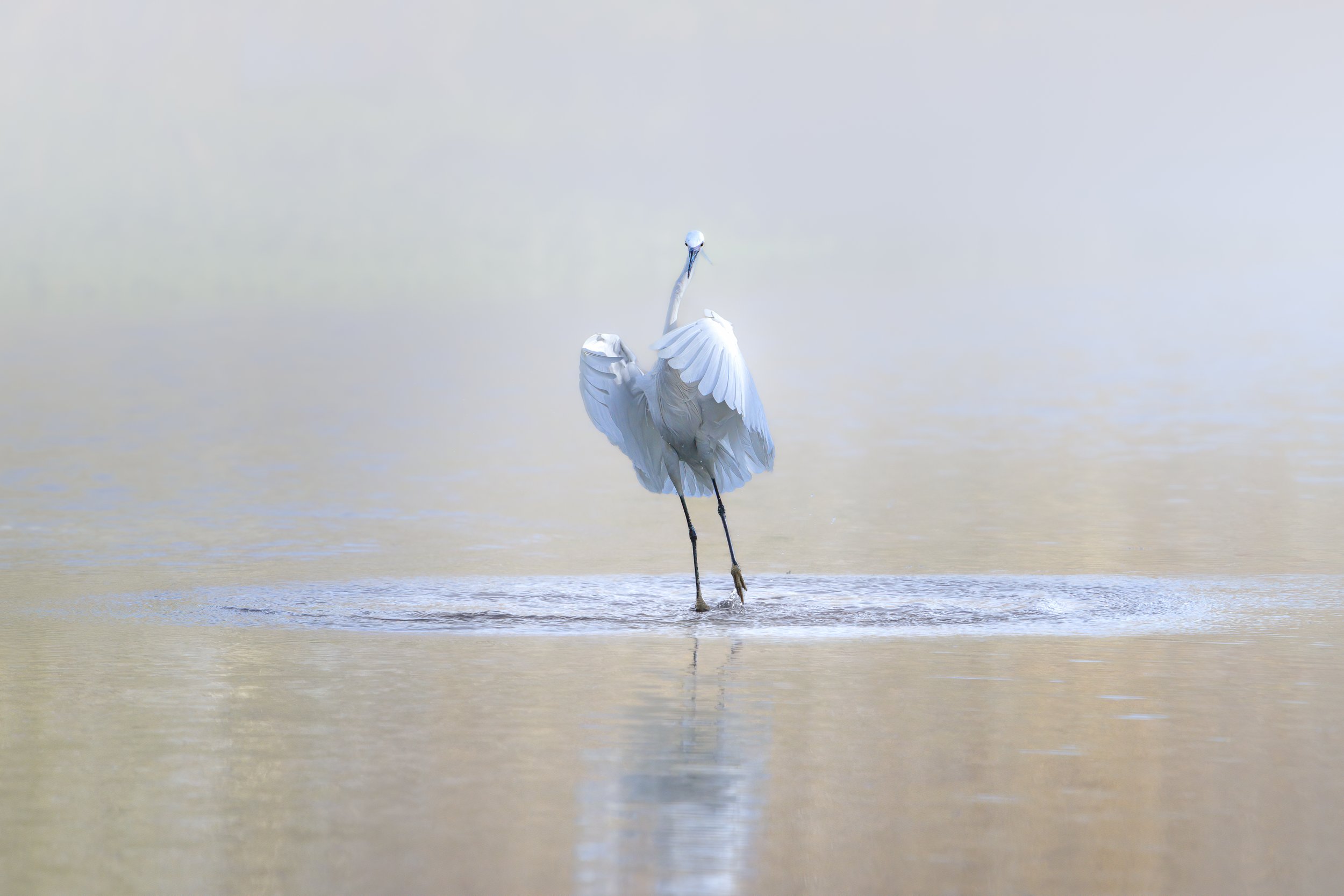 APK - Hero 4 White heron lifting from a misty water