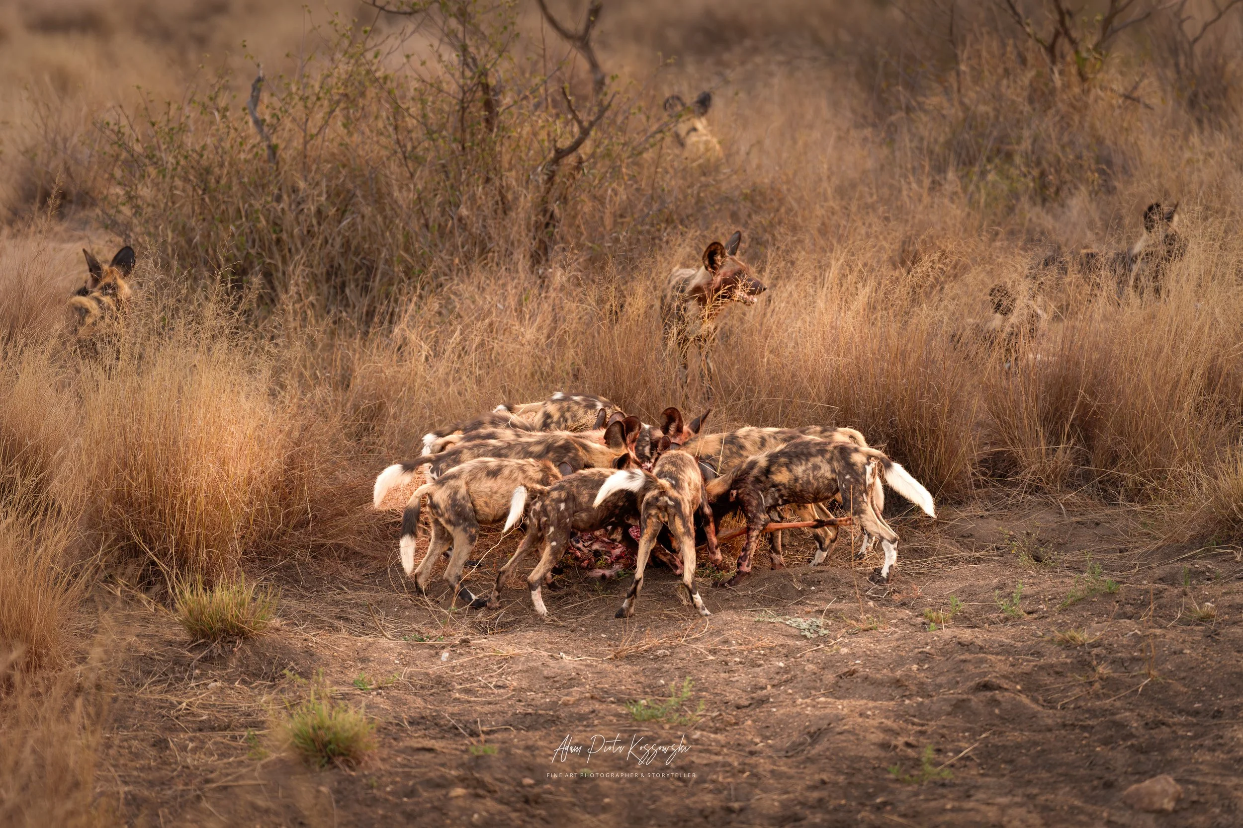 Circle of Life II