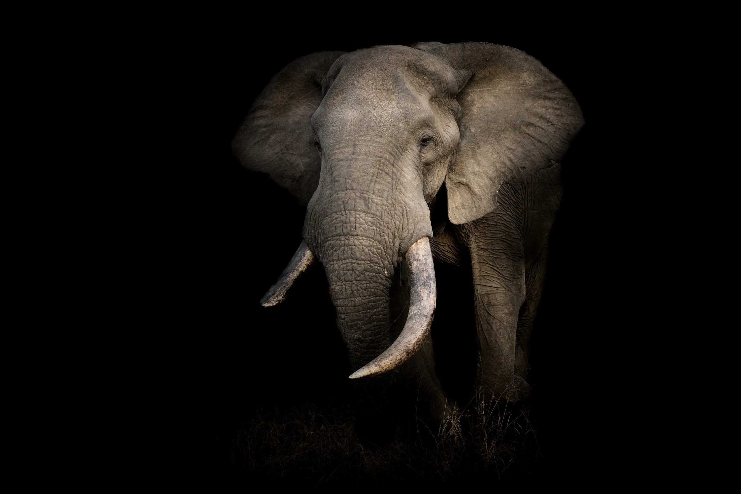 APK - Hero 3 - Elephant tusker night