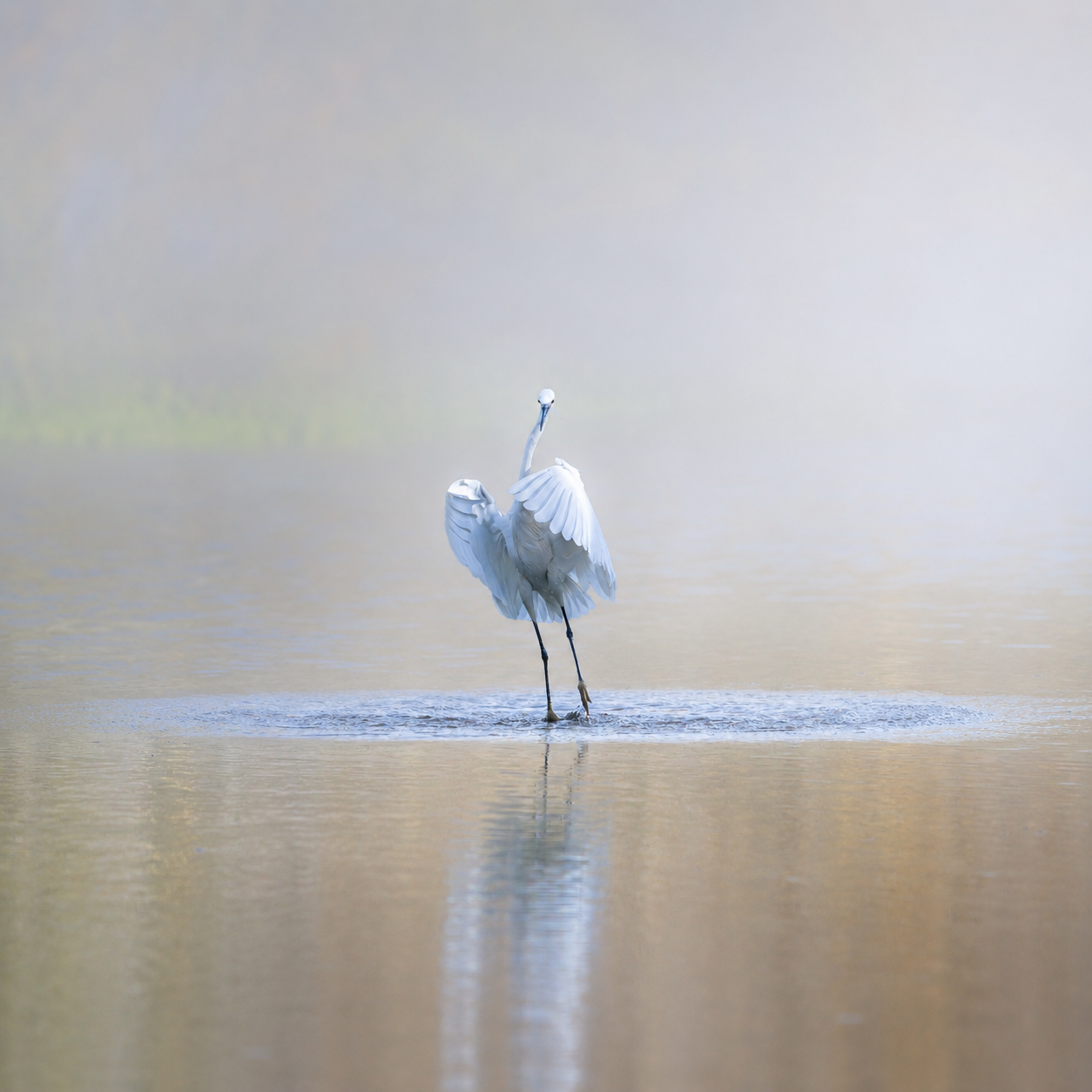 APK - Website - Portfolio - Feathered Friends