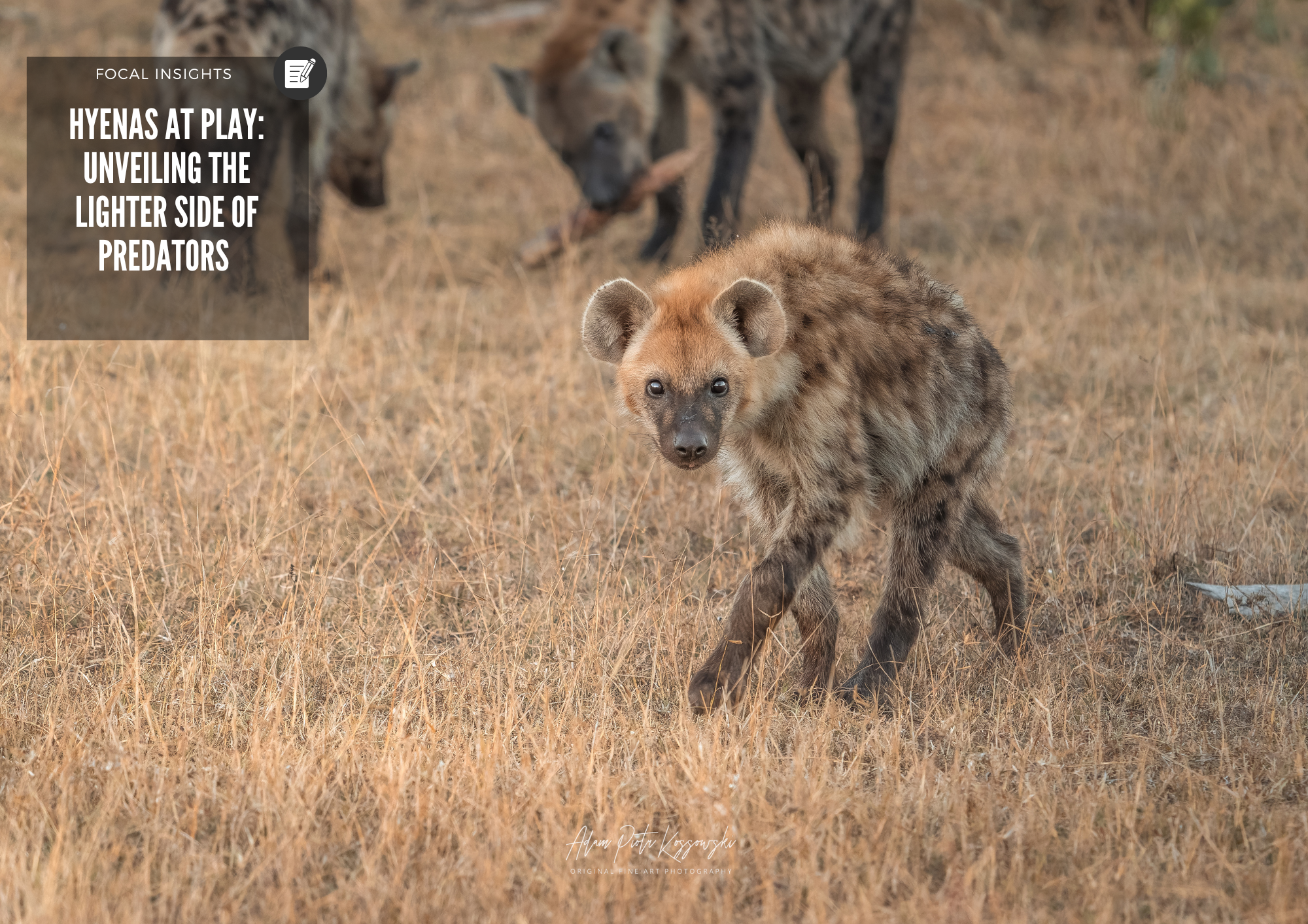 Hyenas at Play: Unveiling the Lighter Side of Predators