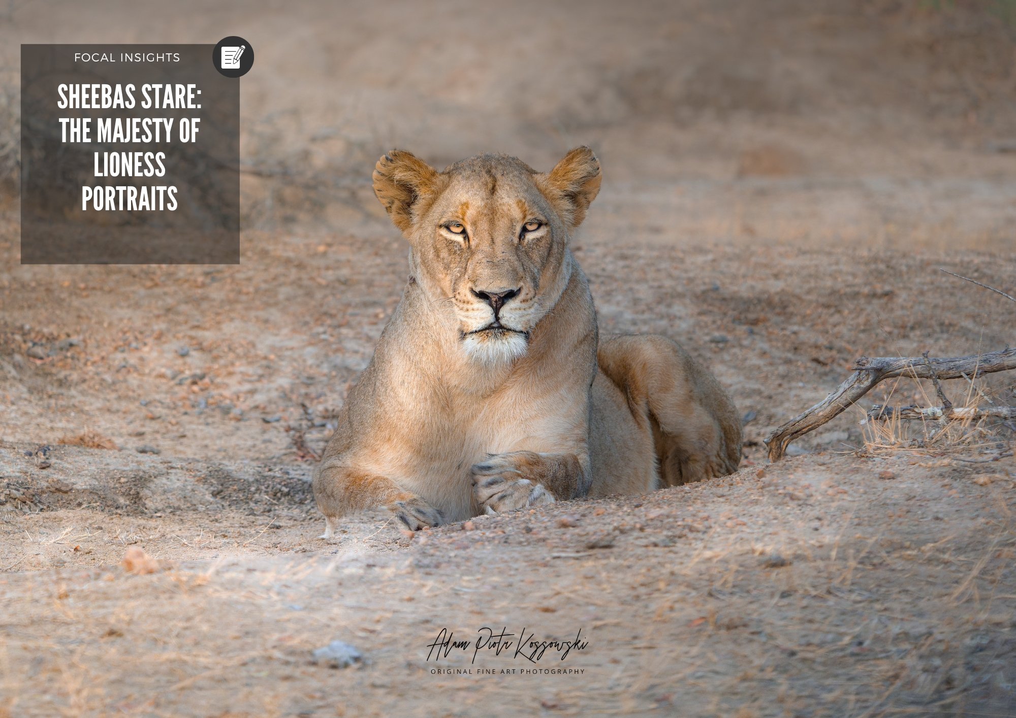 Sheeba’s Stare: The Majesty of Lioness Portraits