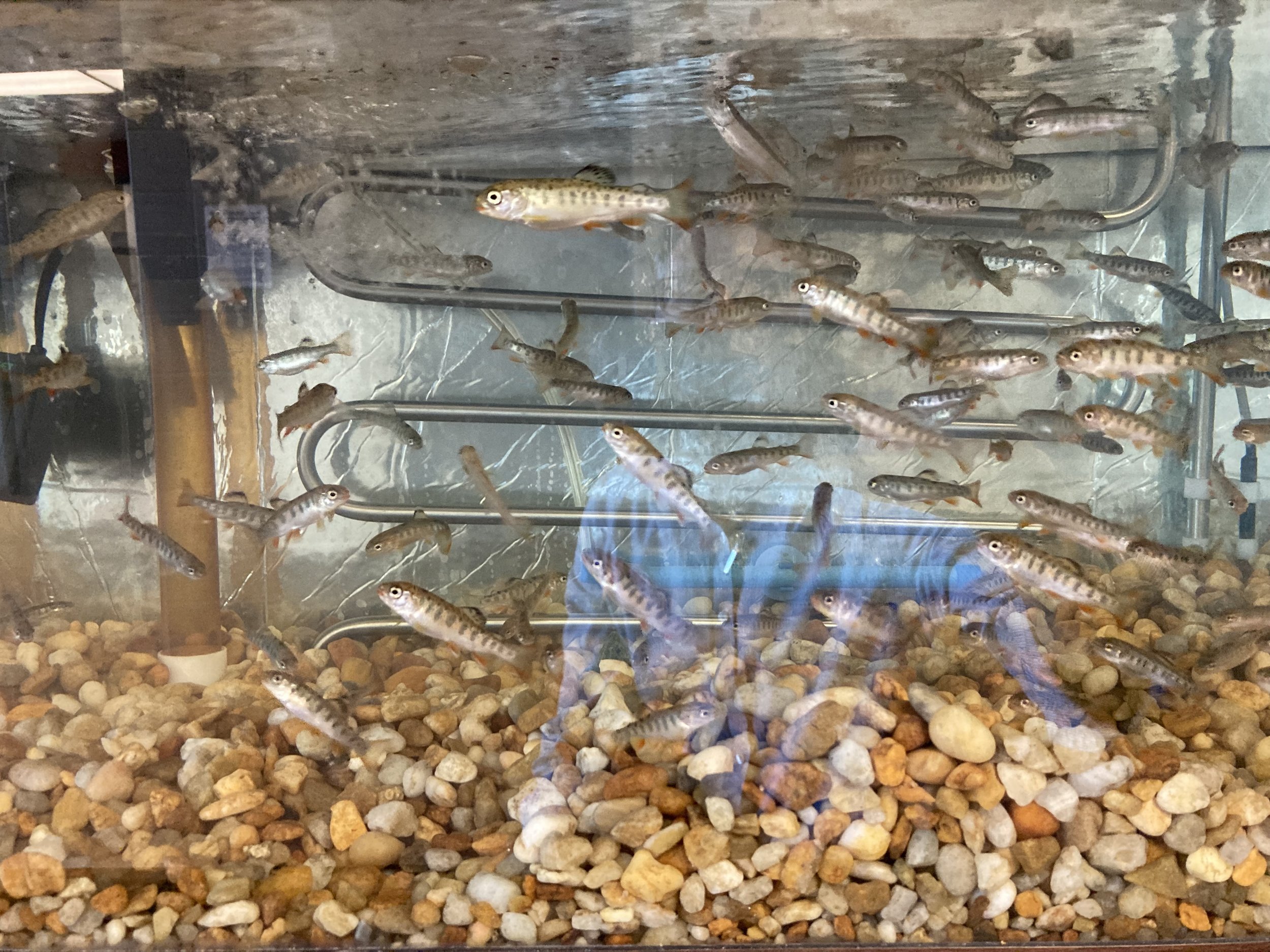 Trout In The Classroom — Donegal Trout Unlimited