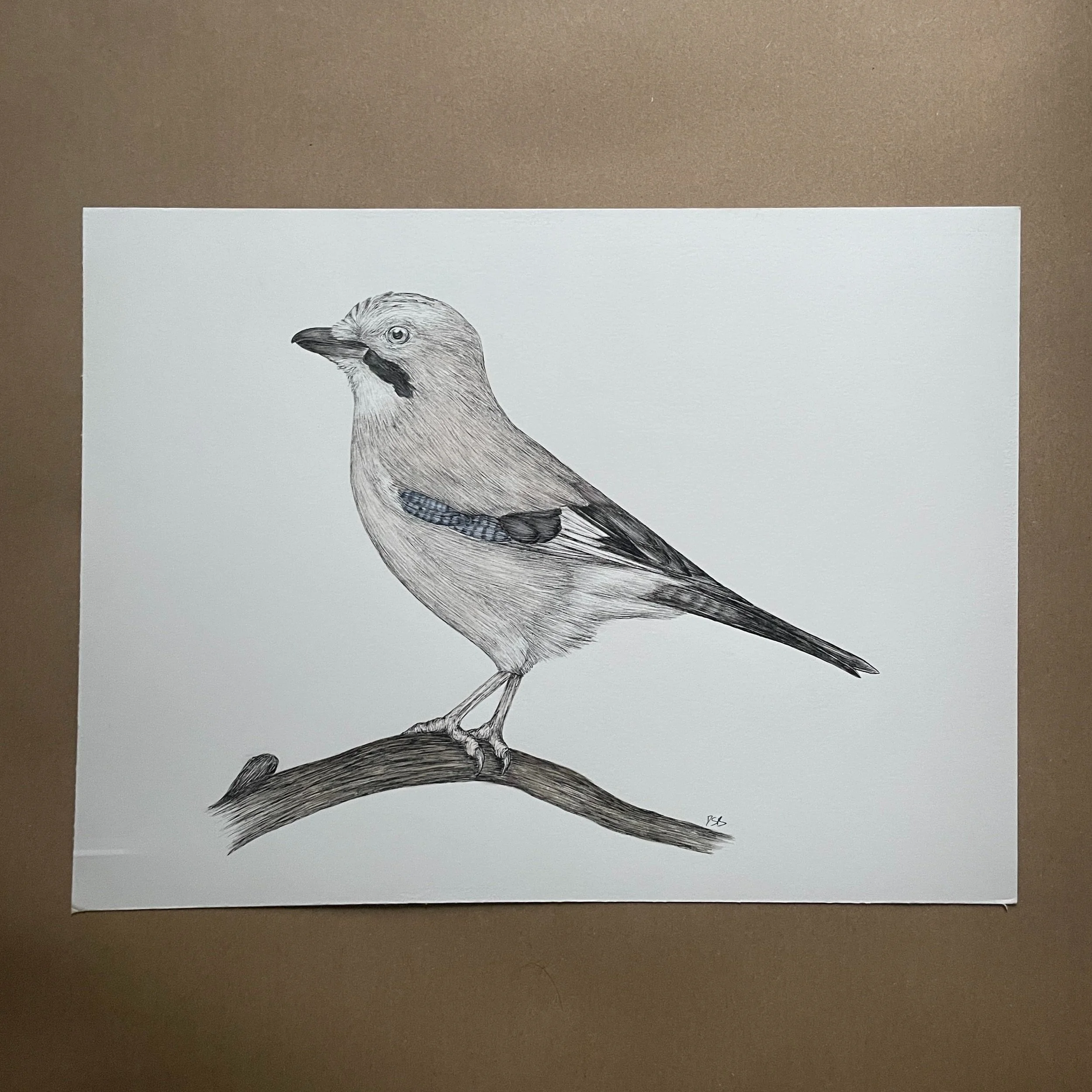 Jay
