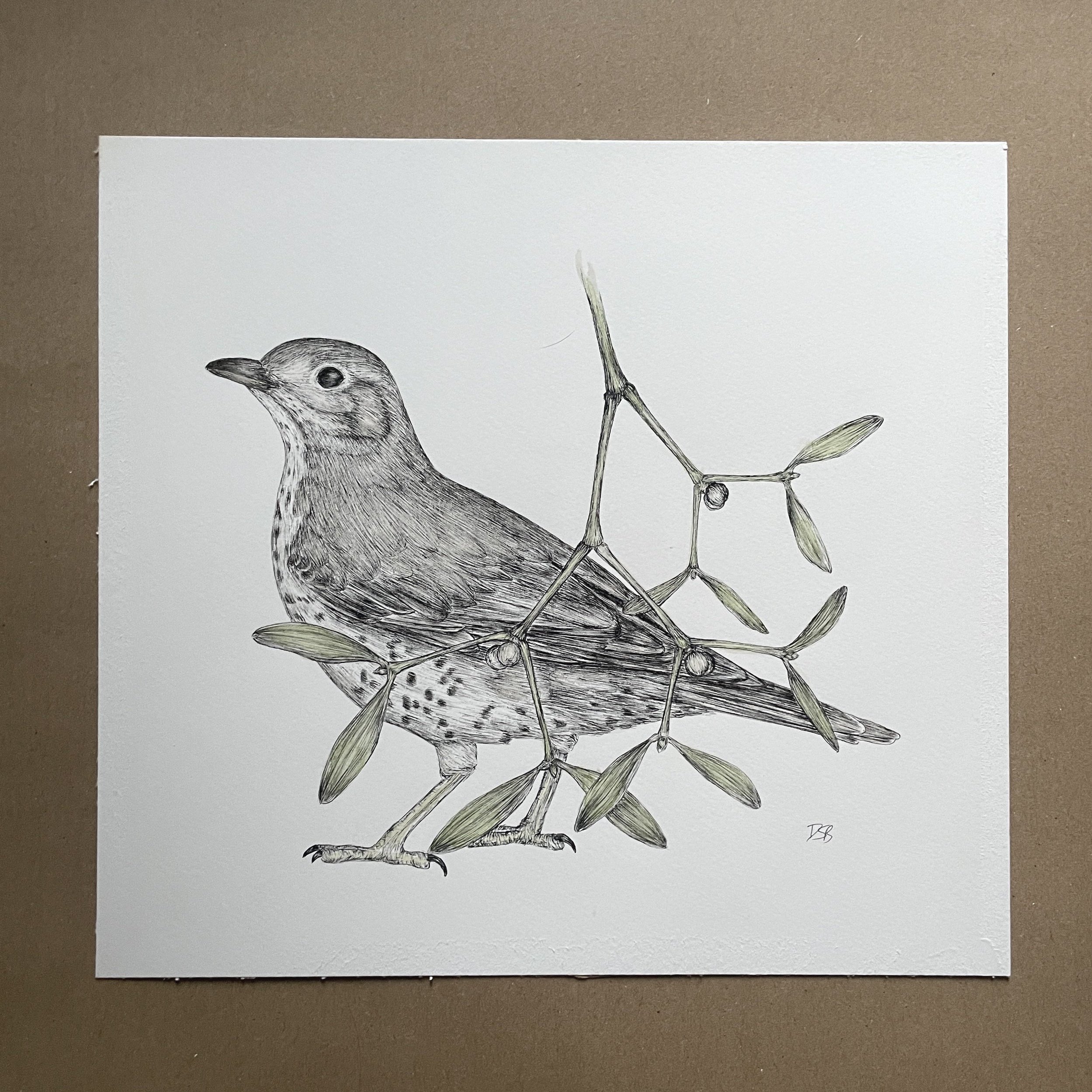 Mistle Thrush