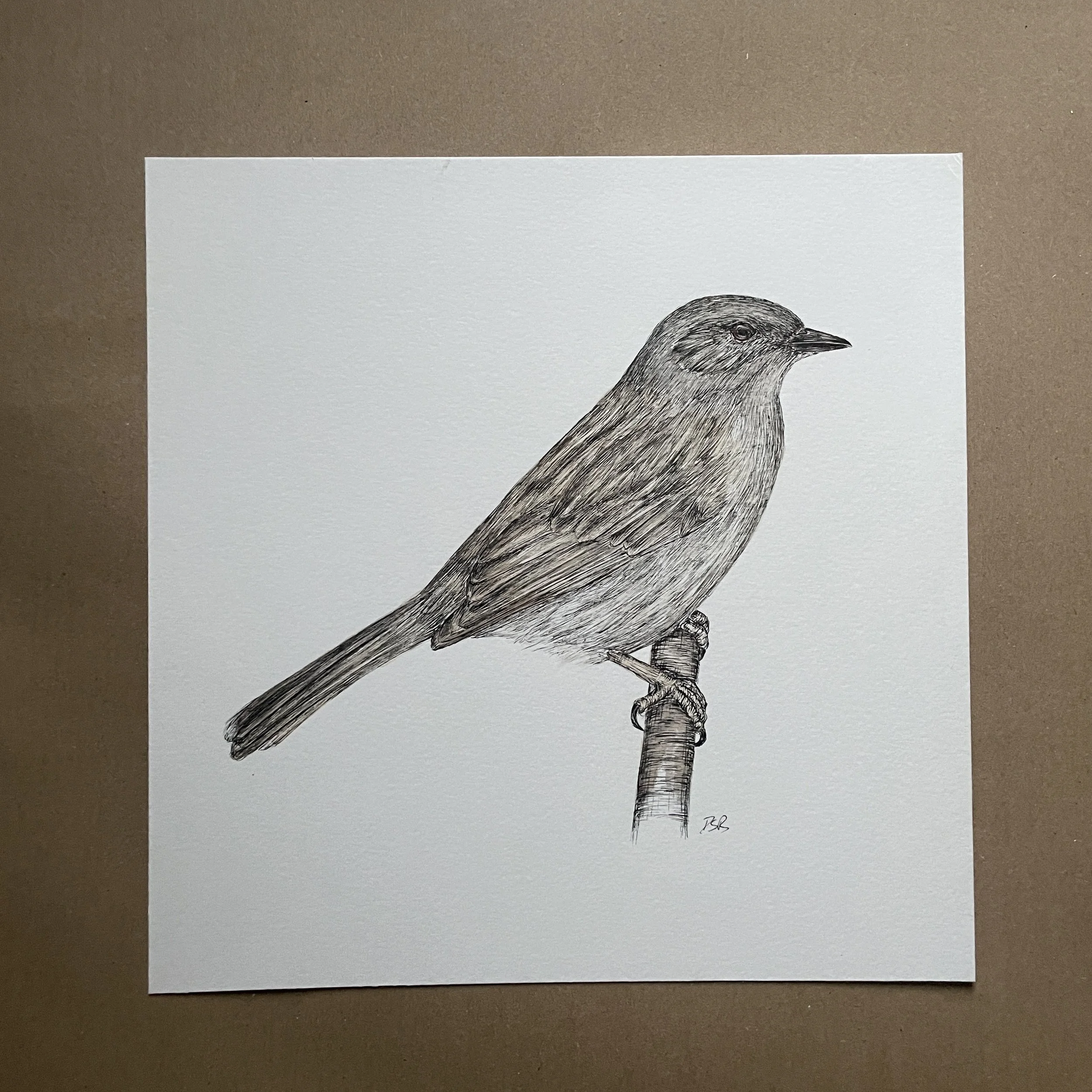 Dunnock