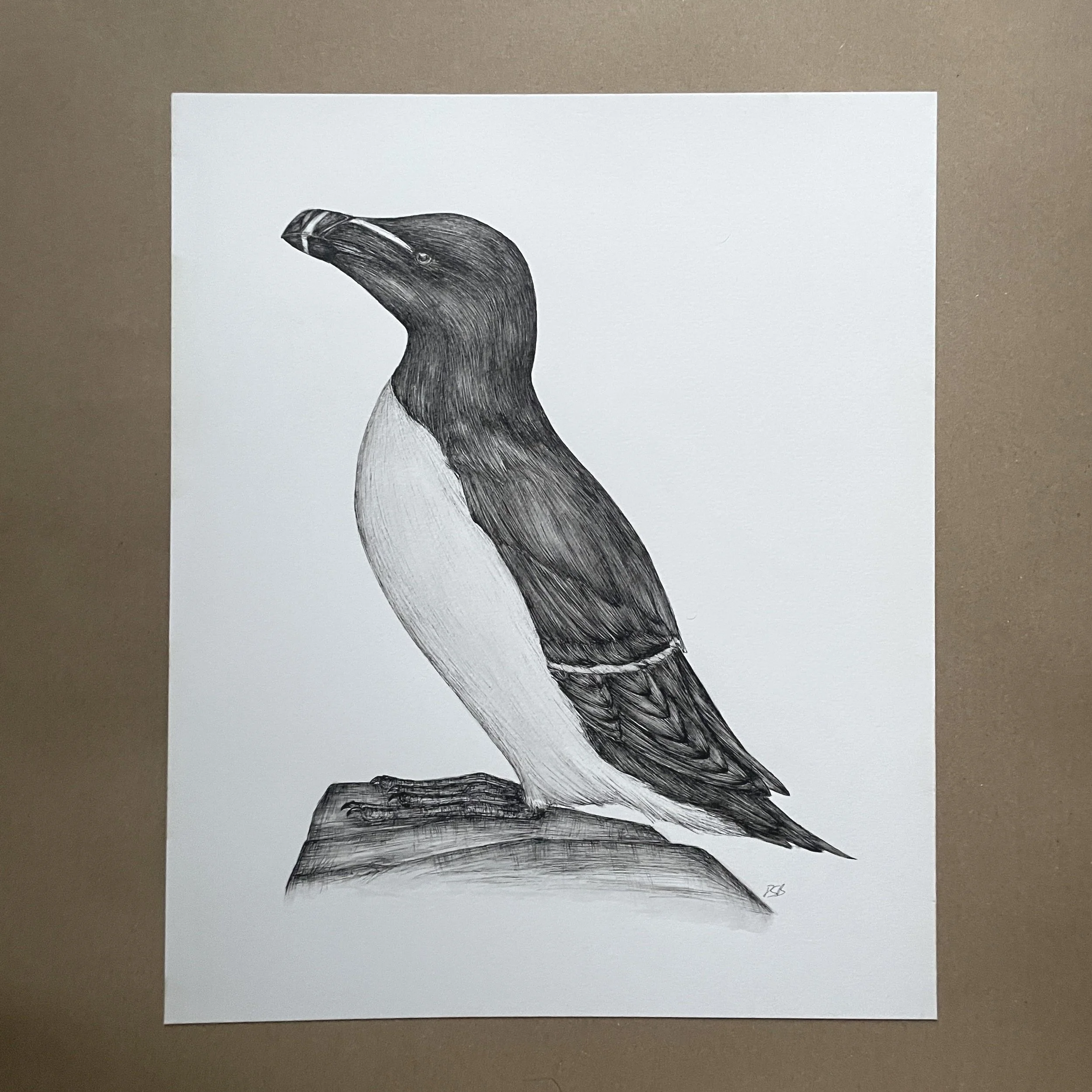 Razorbill