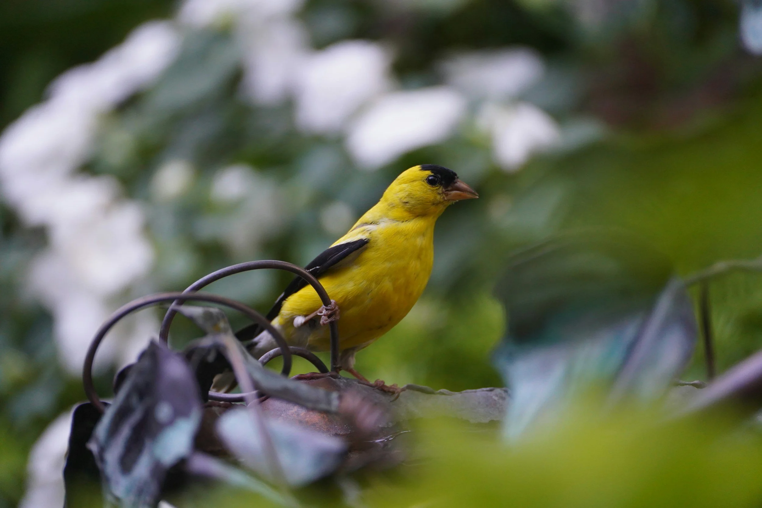 What the Finch Decision Really Means for Maine Homeowners Facing Foreclosure