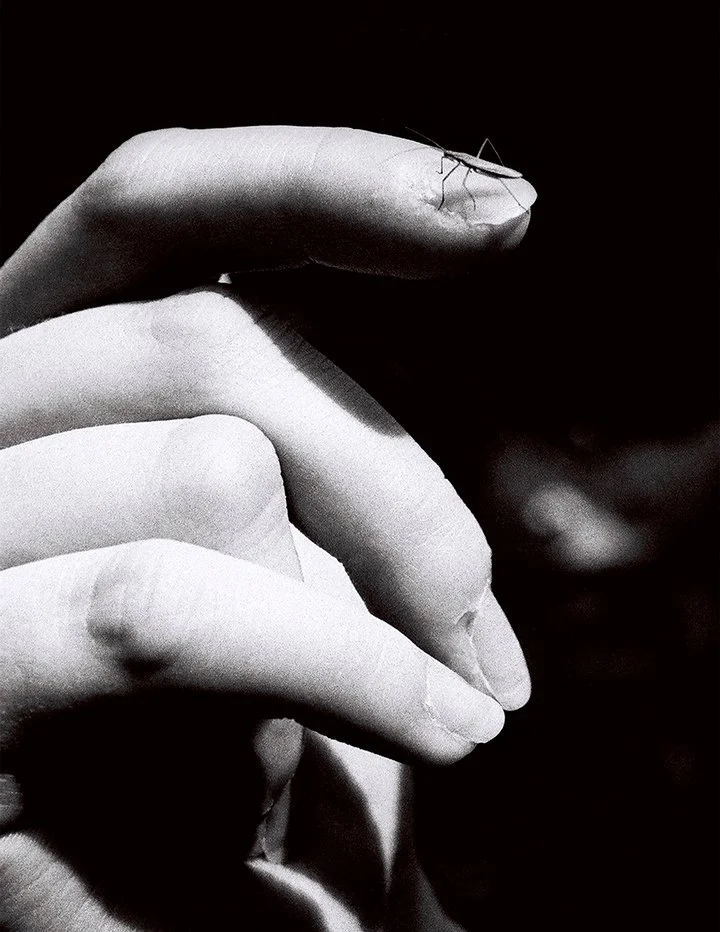Close-up of a tiny insect perched on a person's finger with dark background.