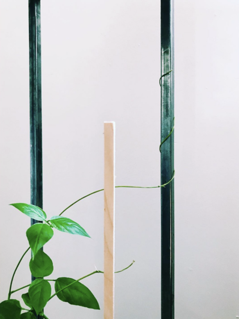Climbing plant with green leaves on trellis against white wall