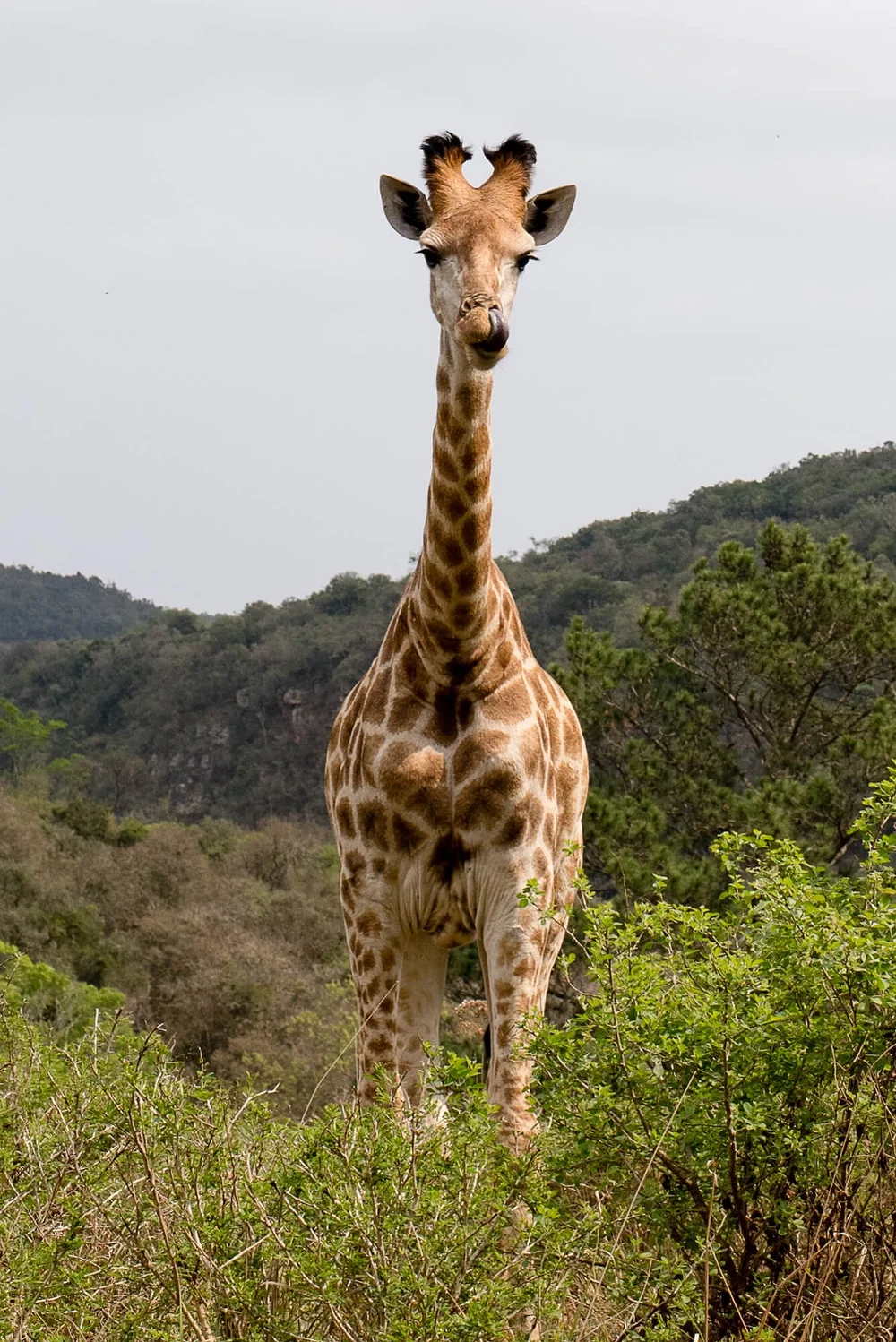 lake-eland