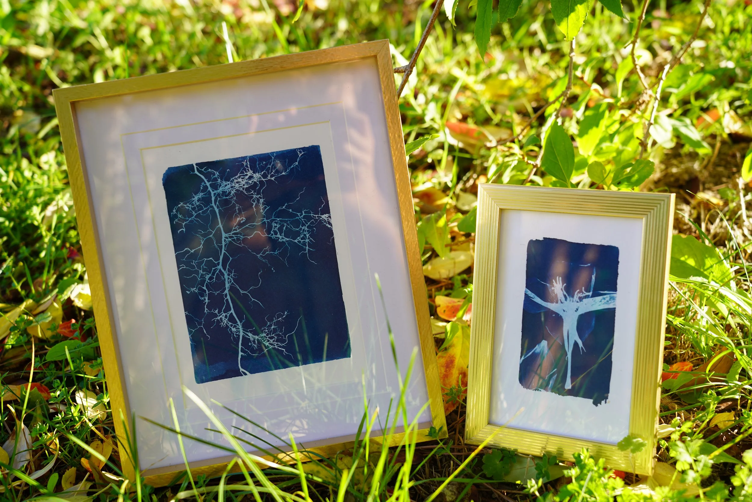 Cyanotype · cadre or