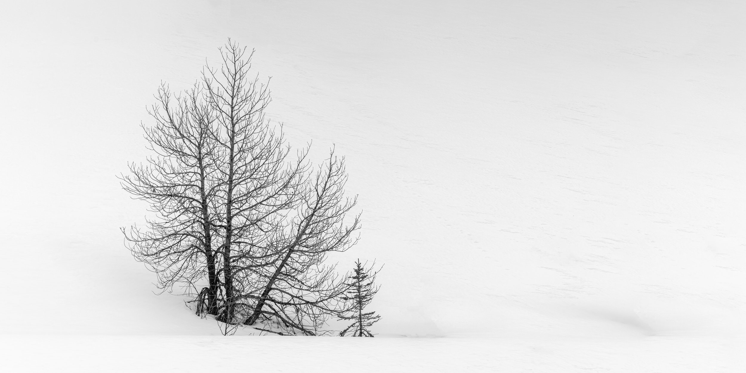 untitled-4469C.jpg