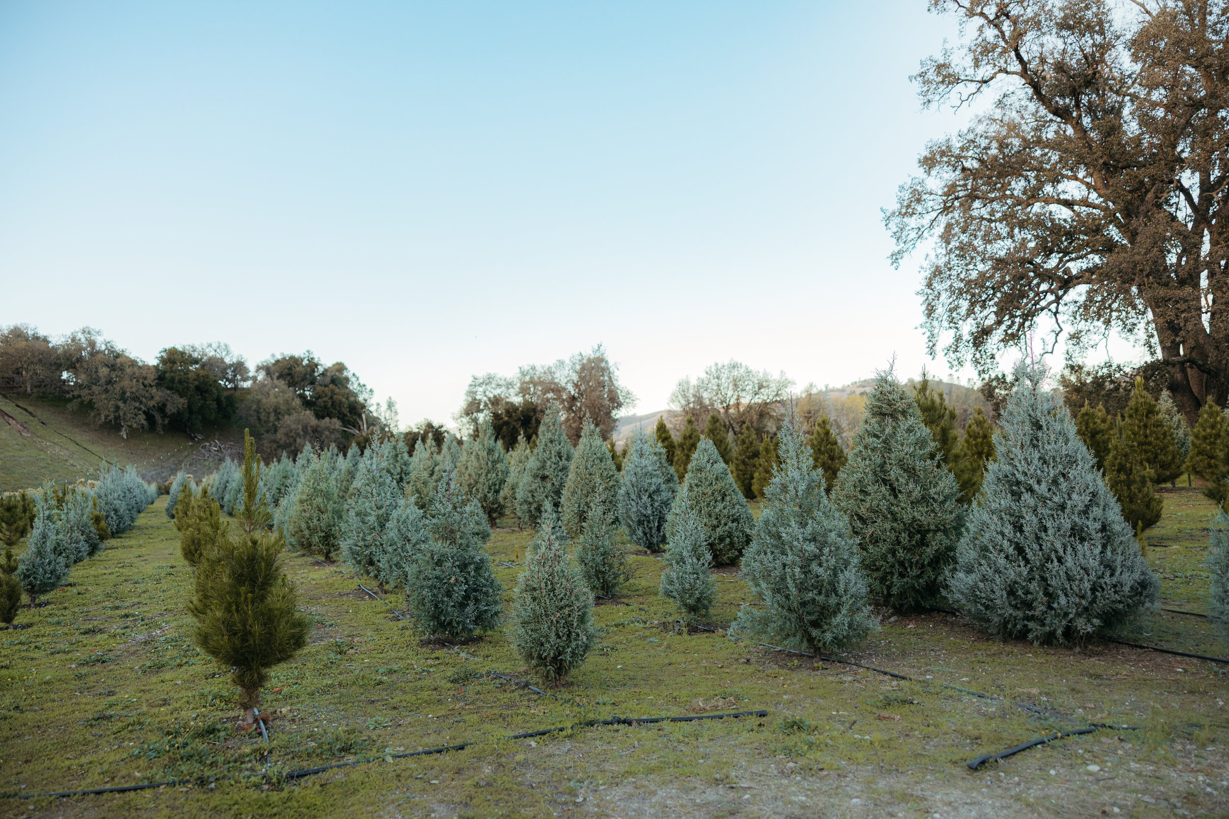 SRR Trees 2025-1.jpg