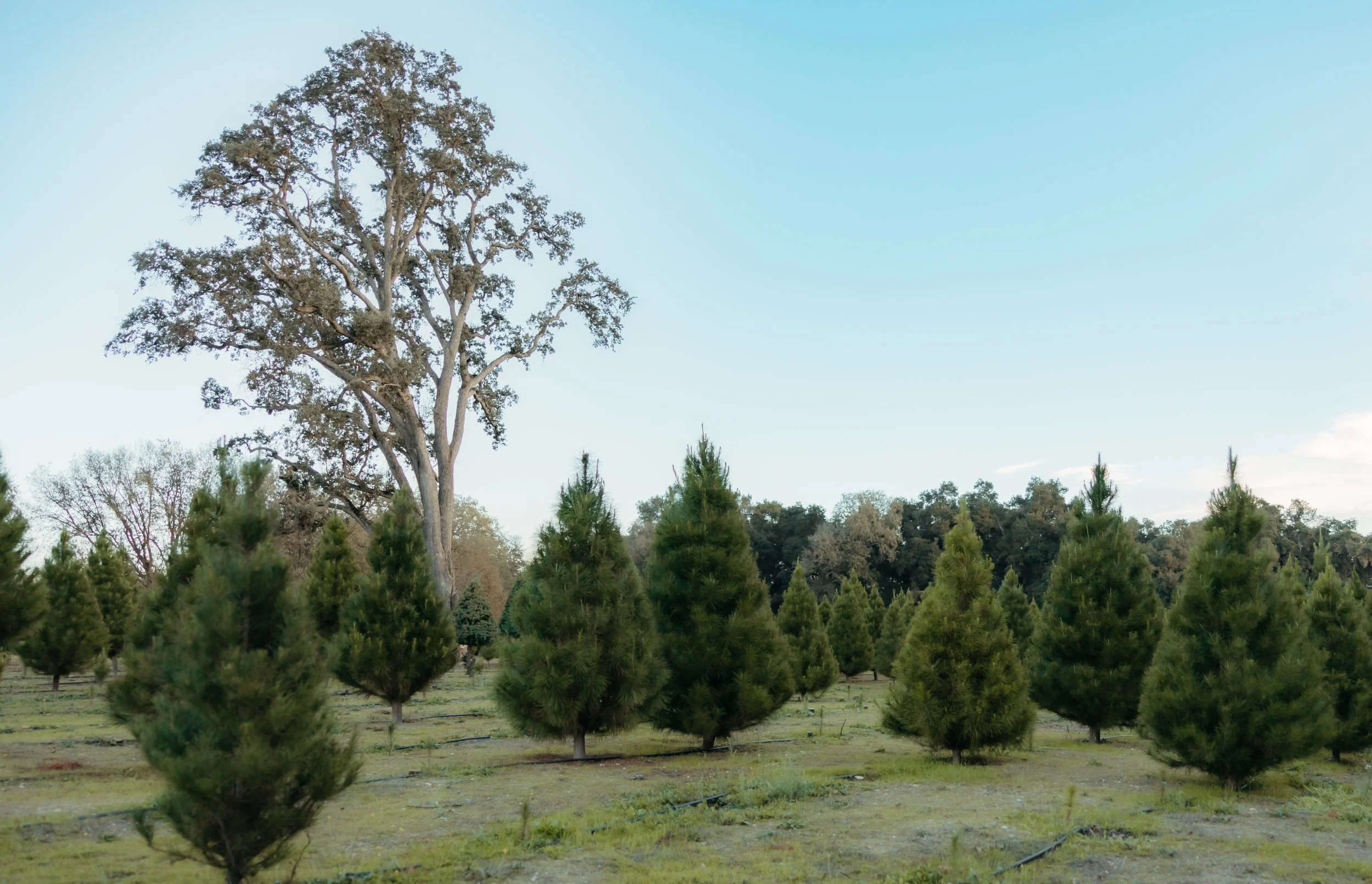 SRR Trees 2025-3.jpg