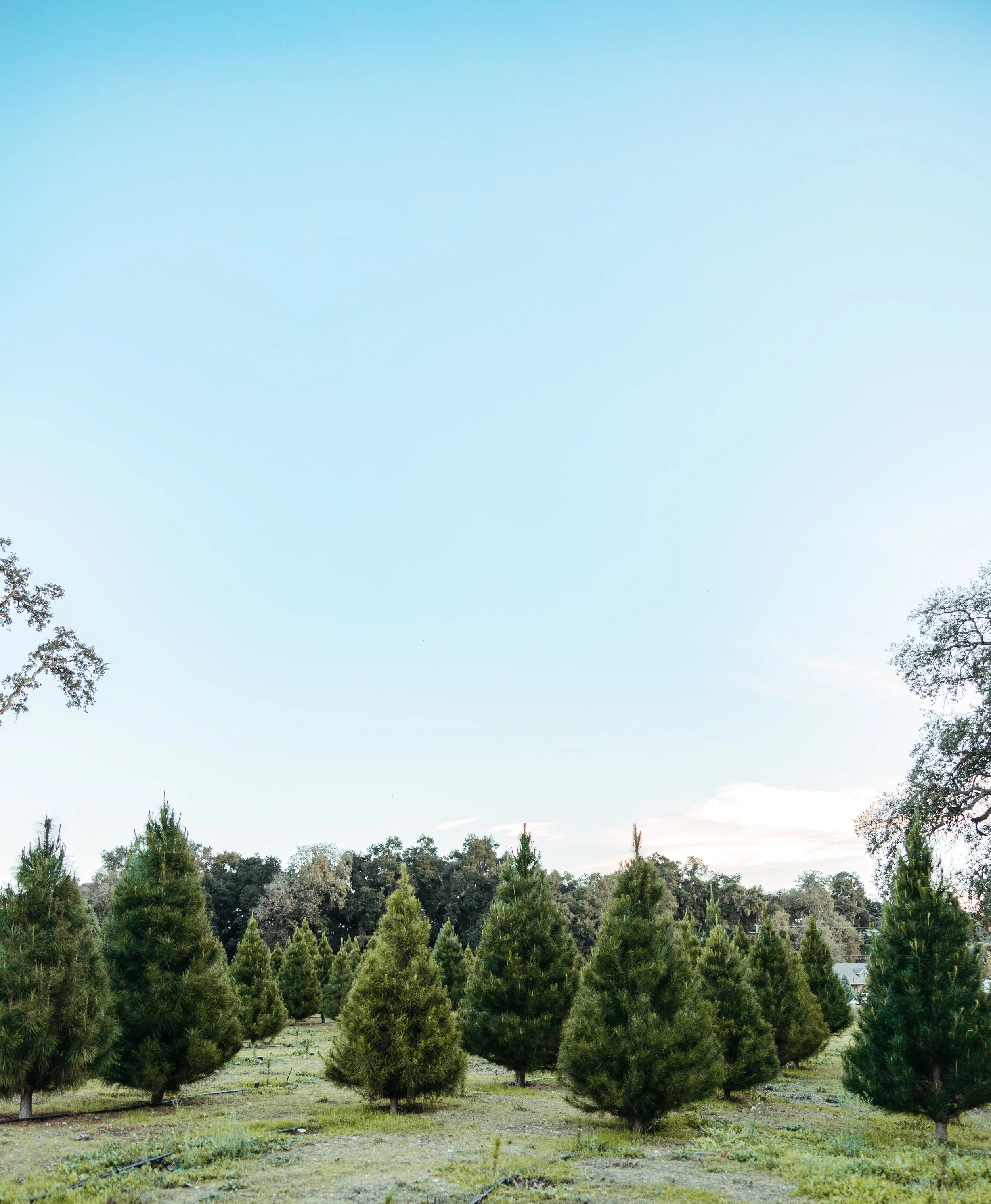 SRR trees 2025-2.jpg