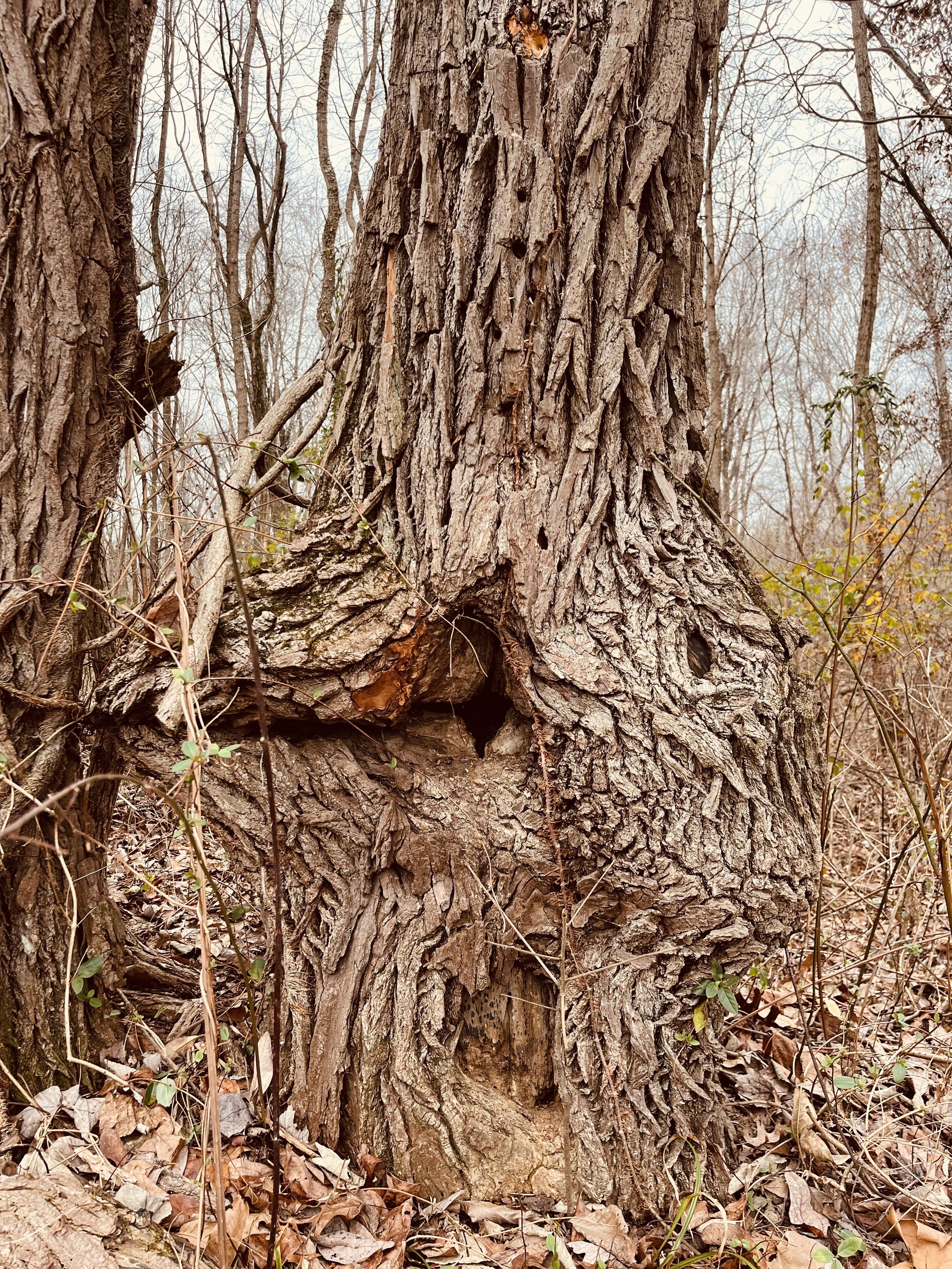 Nature_CyclicalLunarWisdom.jpeg
