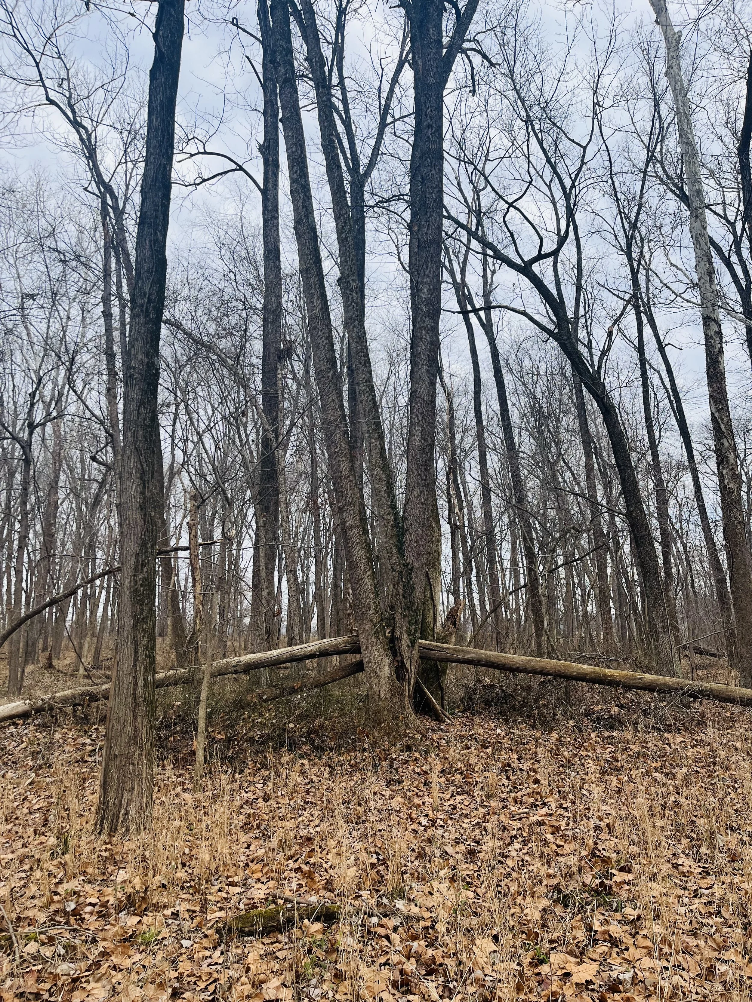 Nature_CyclicalLunarWisdom1.jpeg