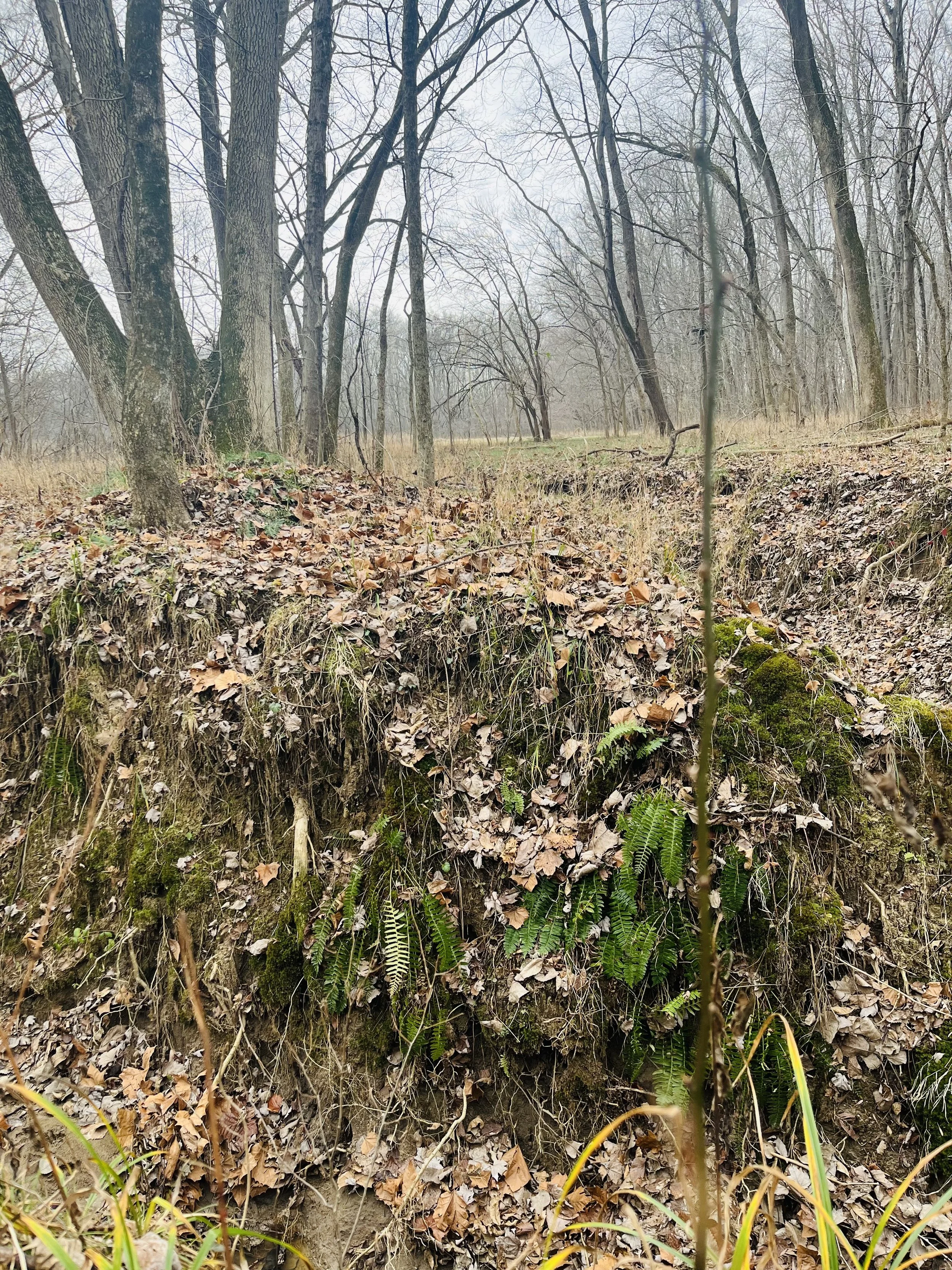 Nature_CyclicalLunarWisdom3.jpeg