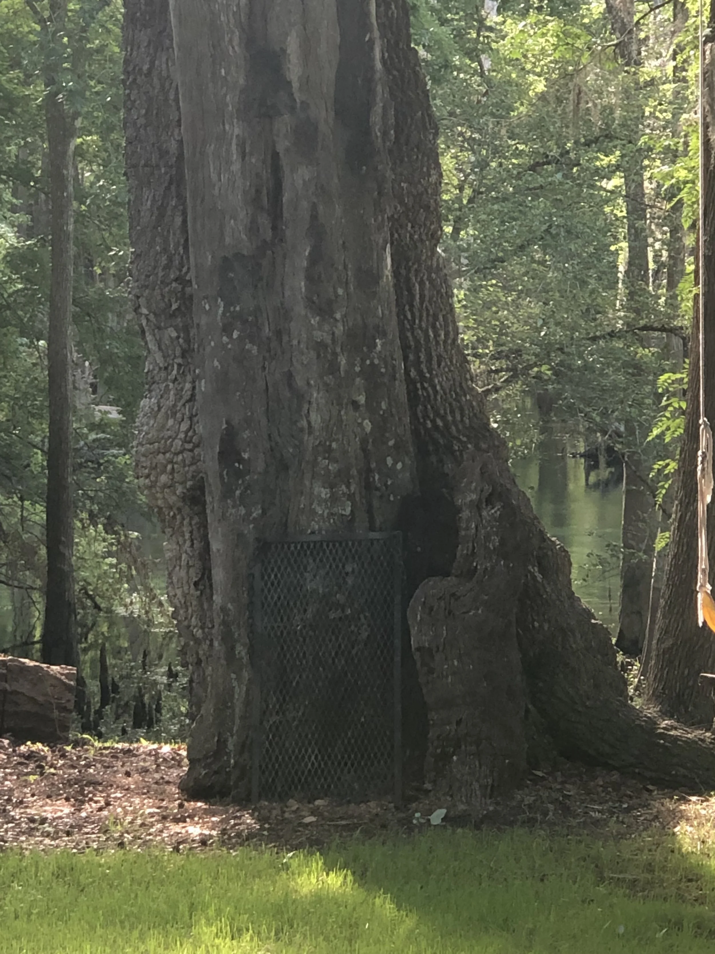 BeautifulNatureShots_FloridaSprings_DragonsLeg.jpeg