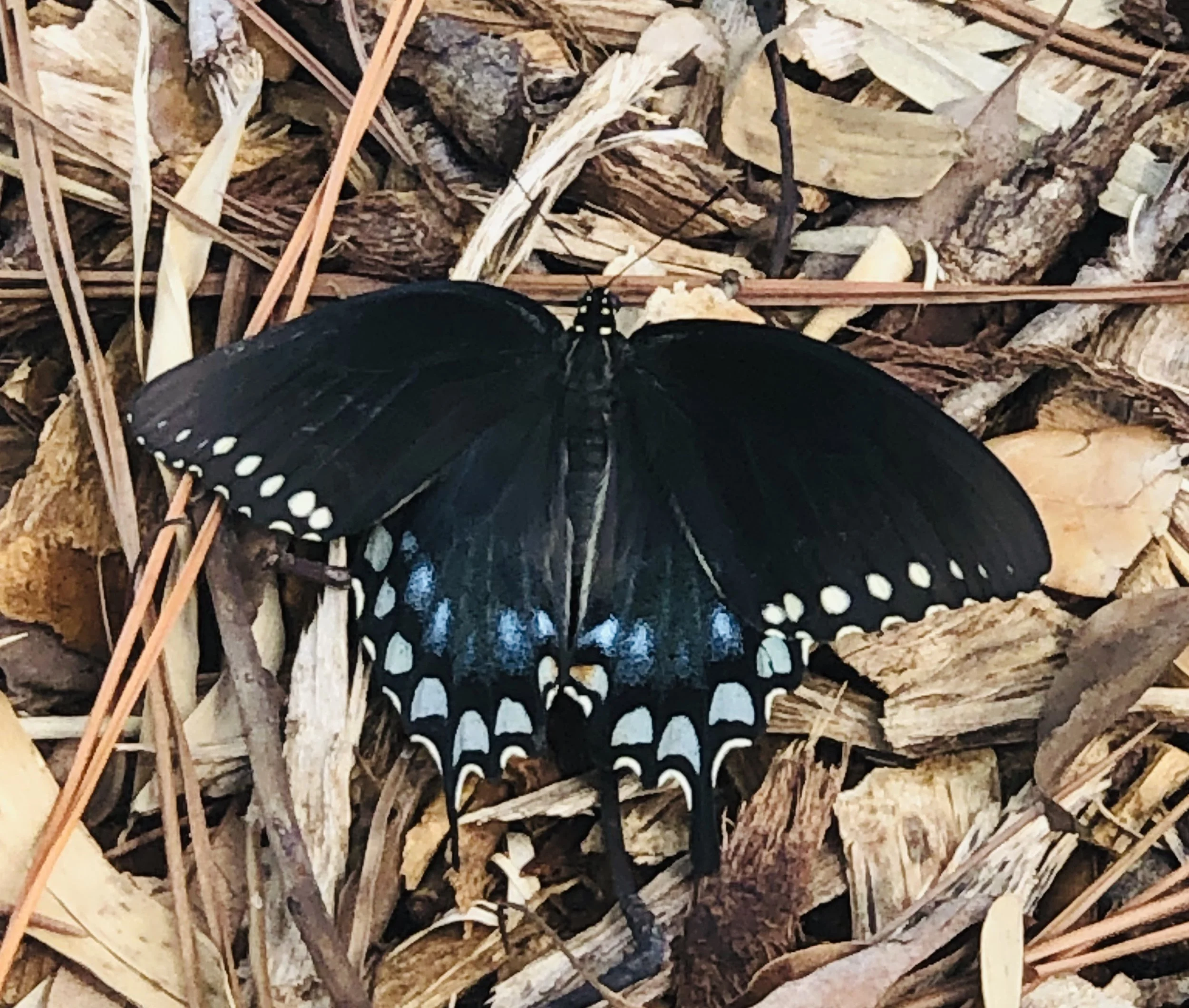 ButterflyTransformationVibes.jpg