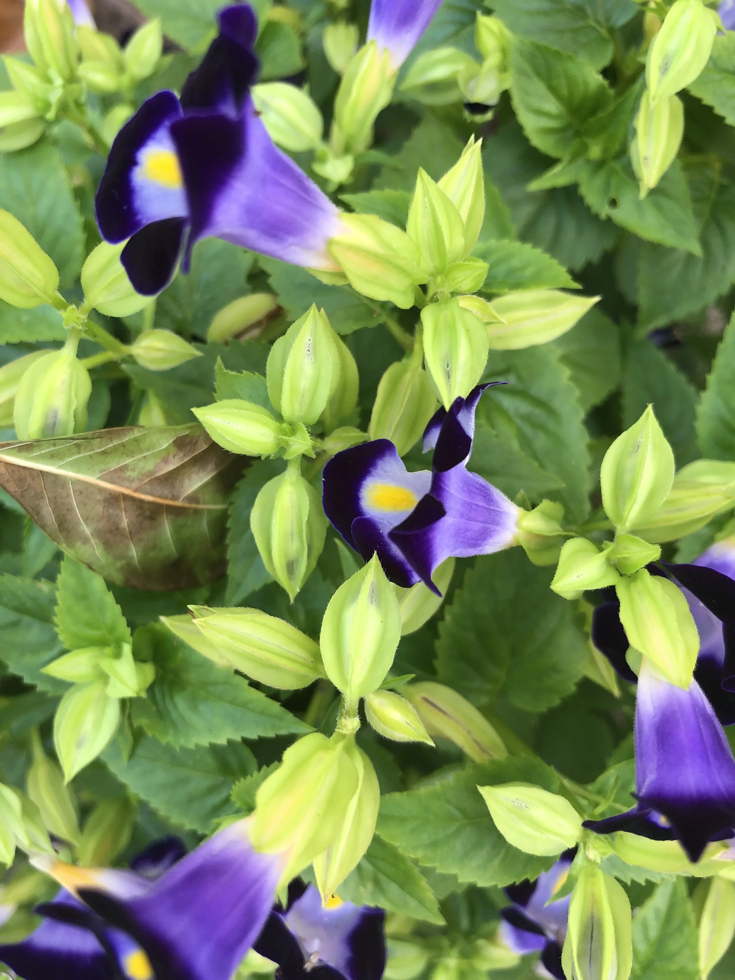BeautifulFlowersShot..jpeg