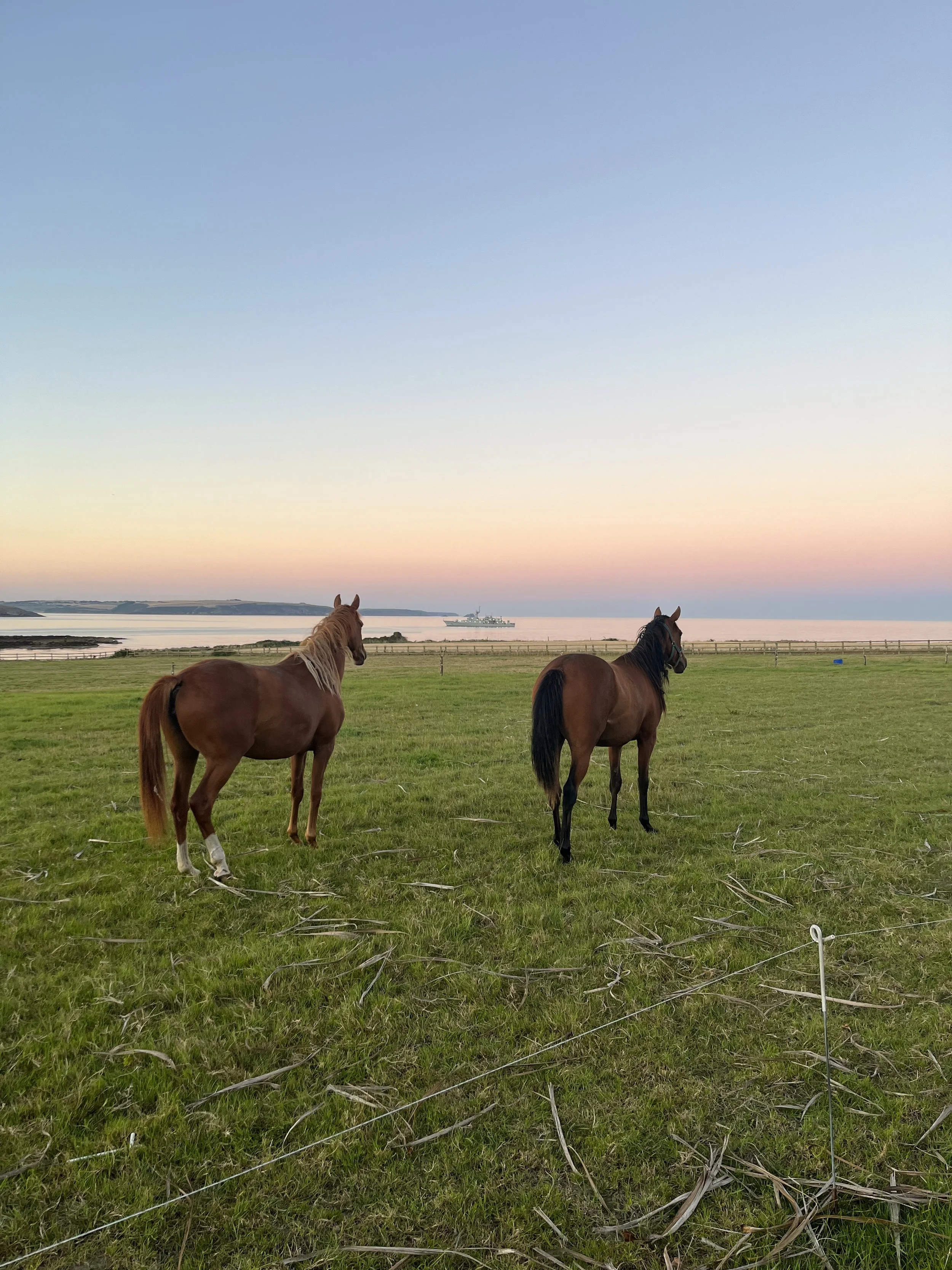 HorsesLookingOffintheDistanceDramaticSky.jpeg