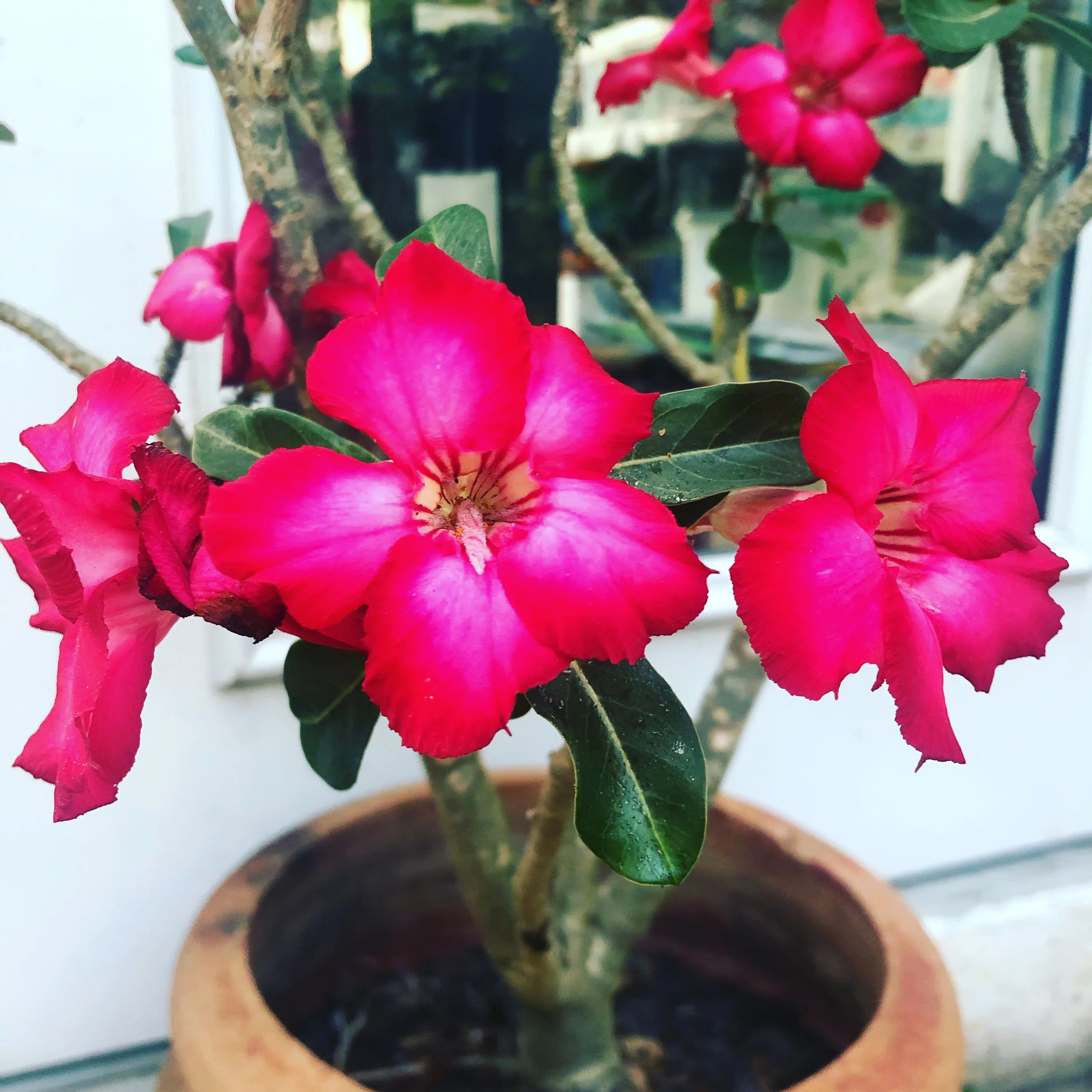 BeautifulFlowersMagenta.JPG