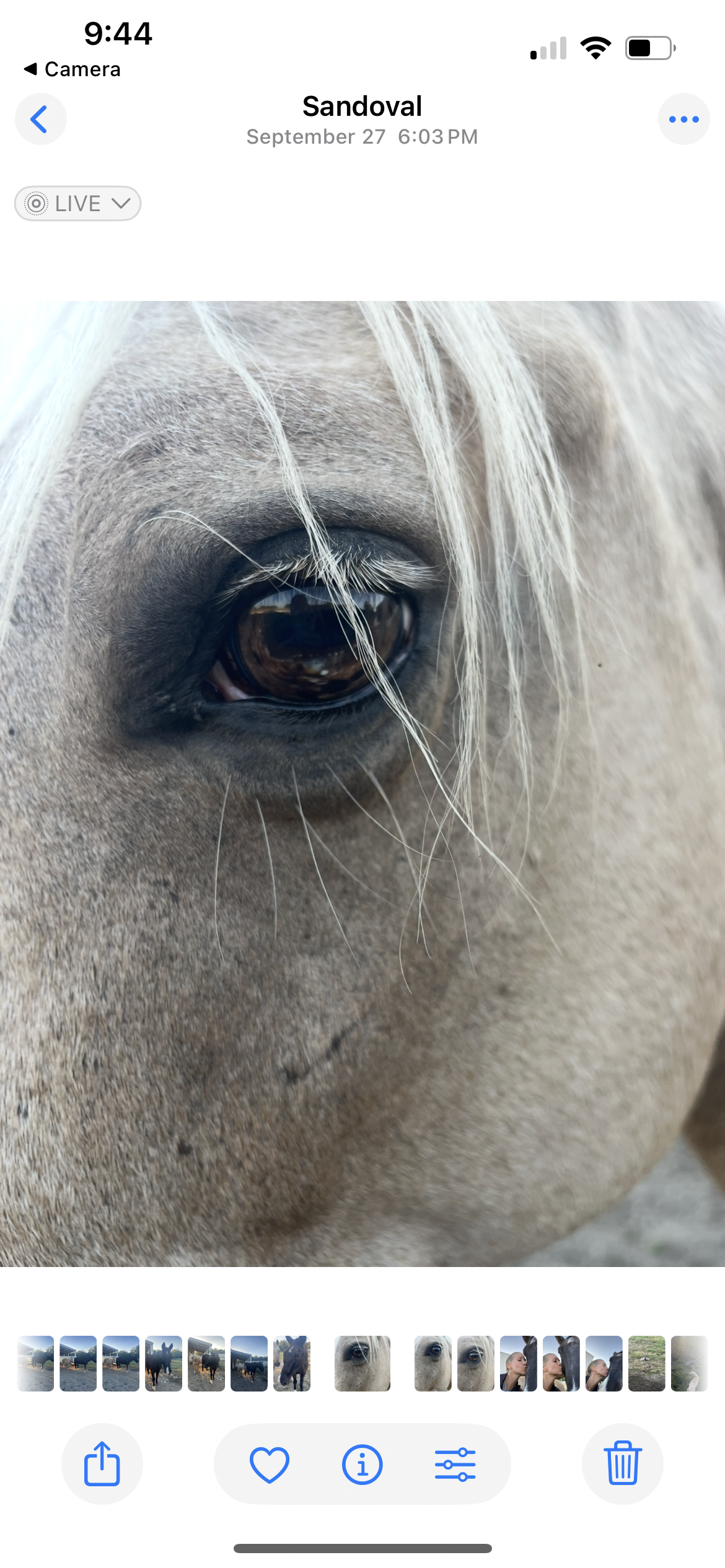 EquineWisdom.PNG