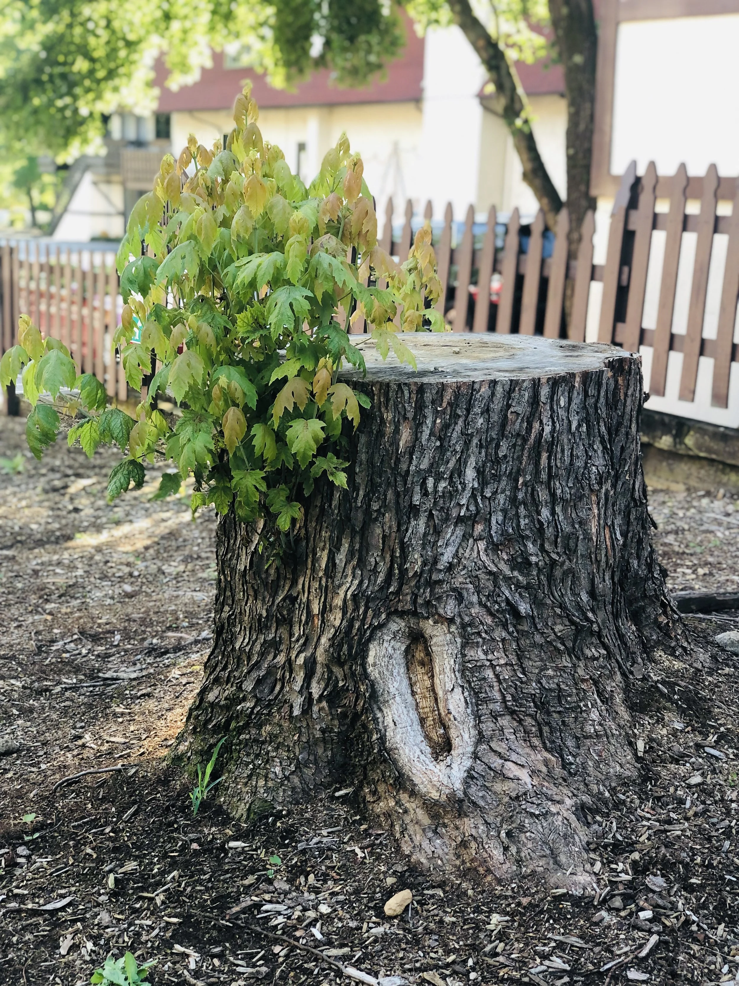 NatureShotRebirthandRenewal.jpg