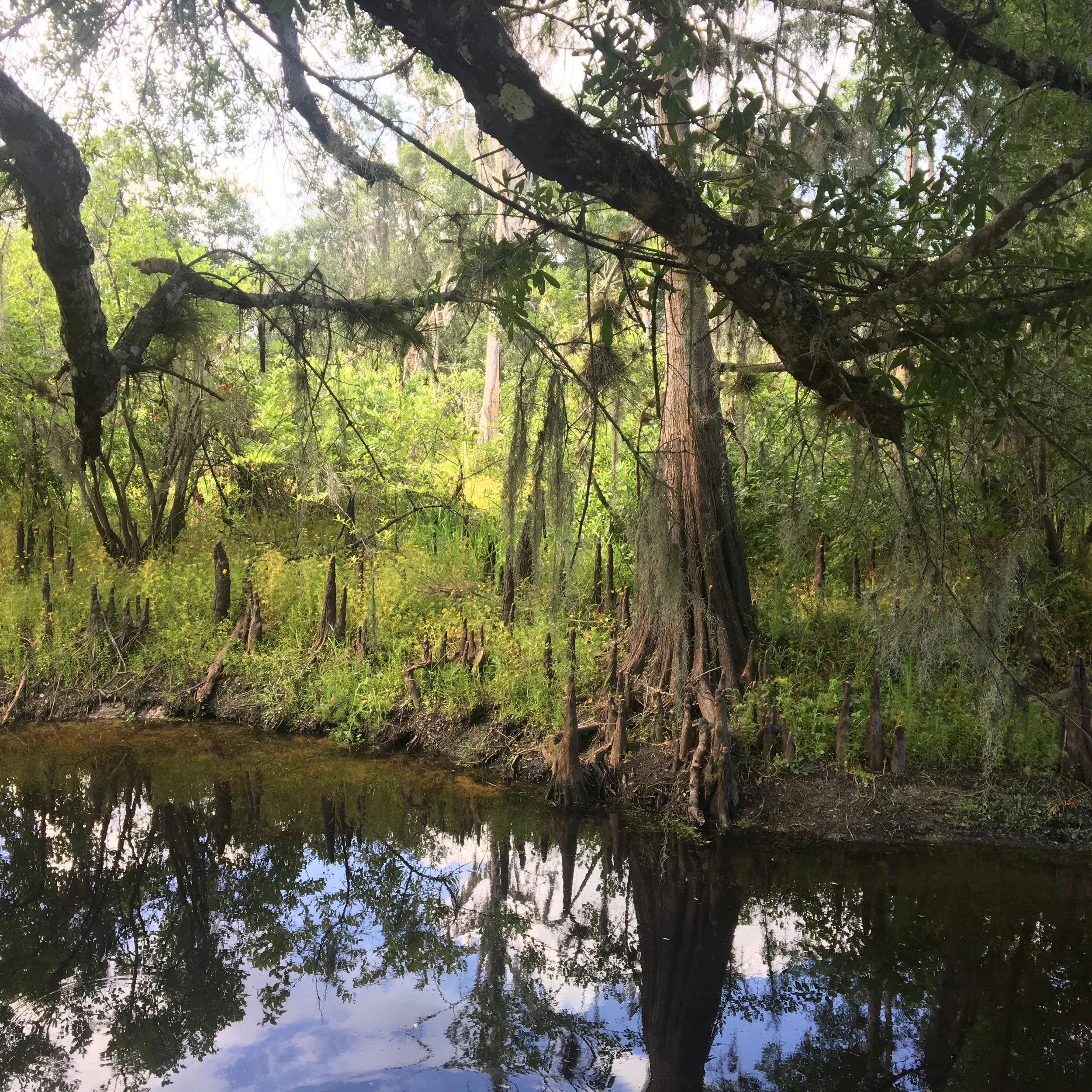 WildMothernature.JPG