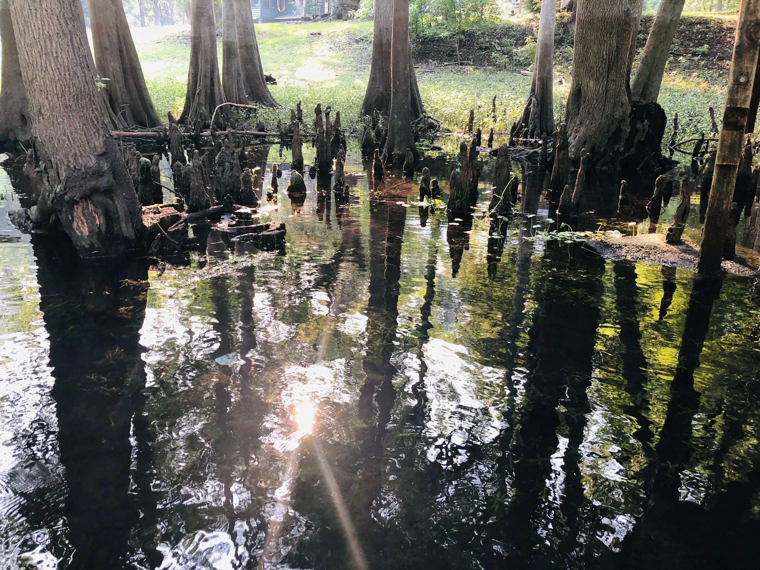 BeautifulNatureShots_FloridaSprings.jpg