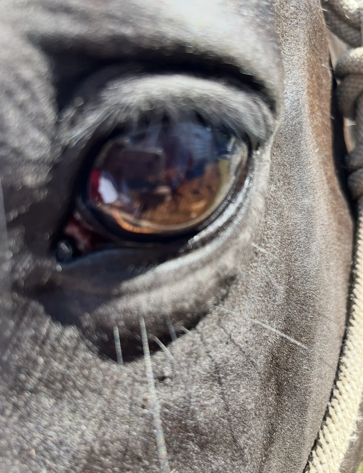 EquineWisdom.jpg