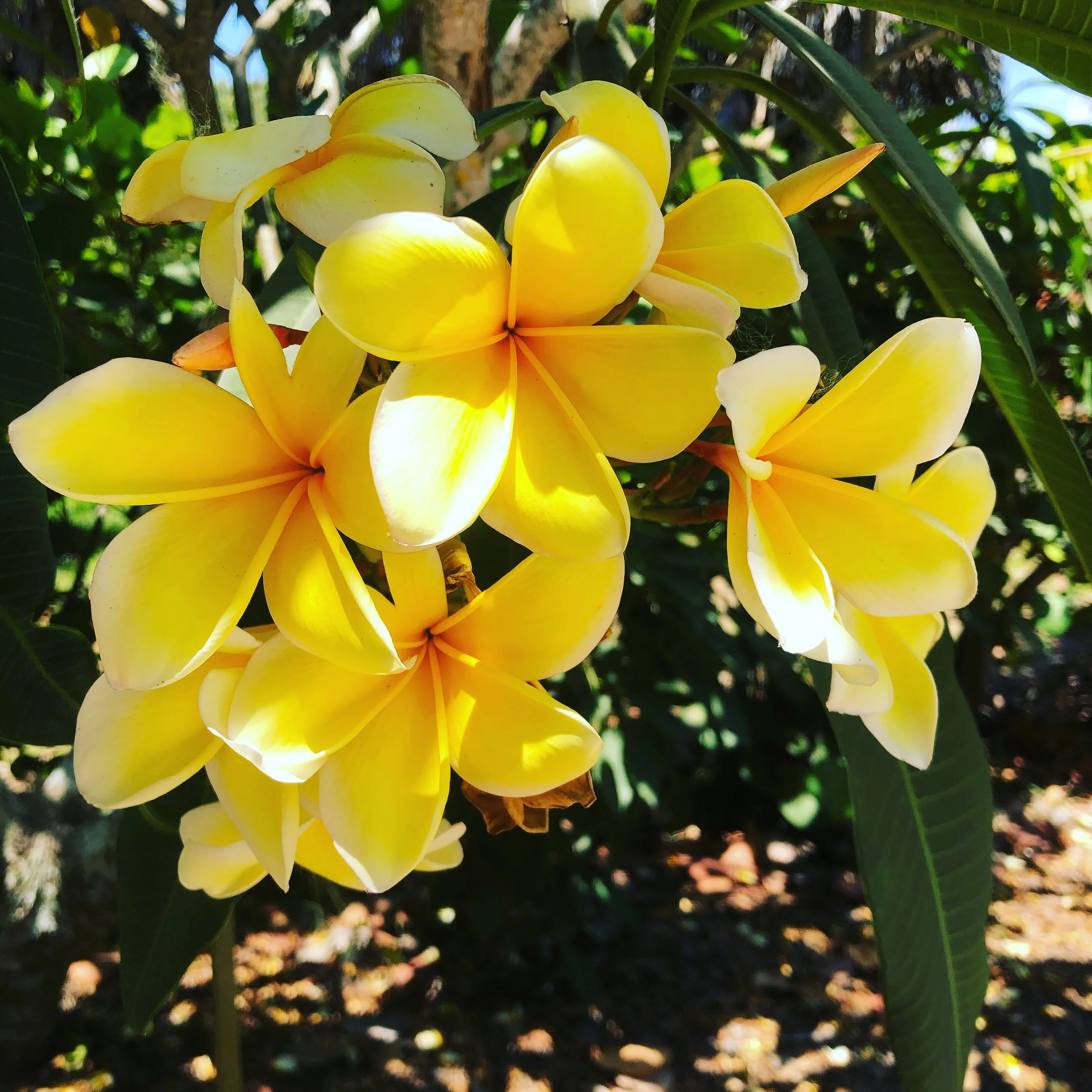 Flowers1.JPG