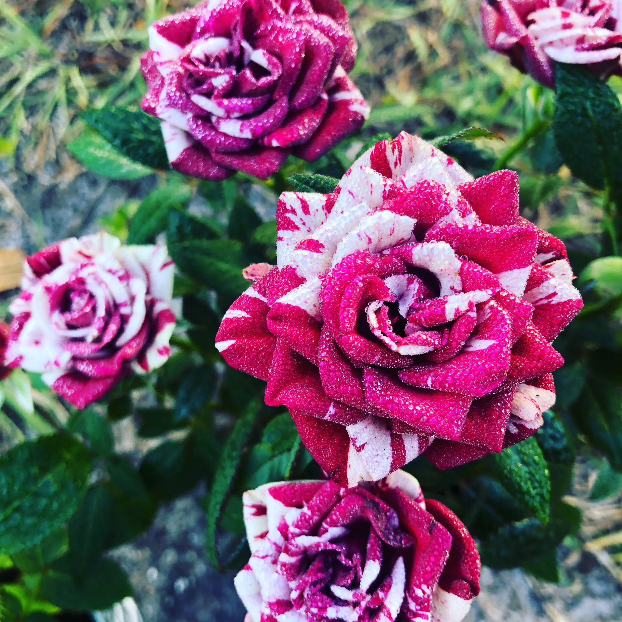 Flowers2.JPG