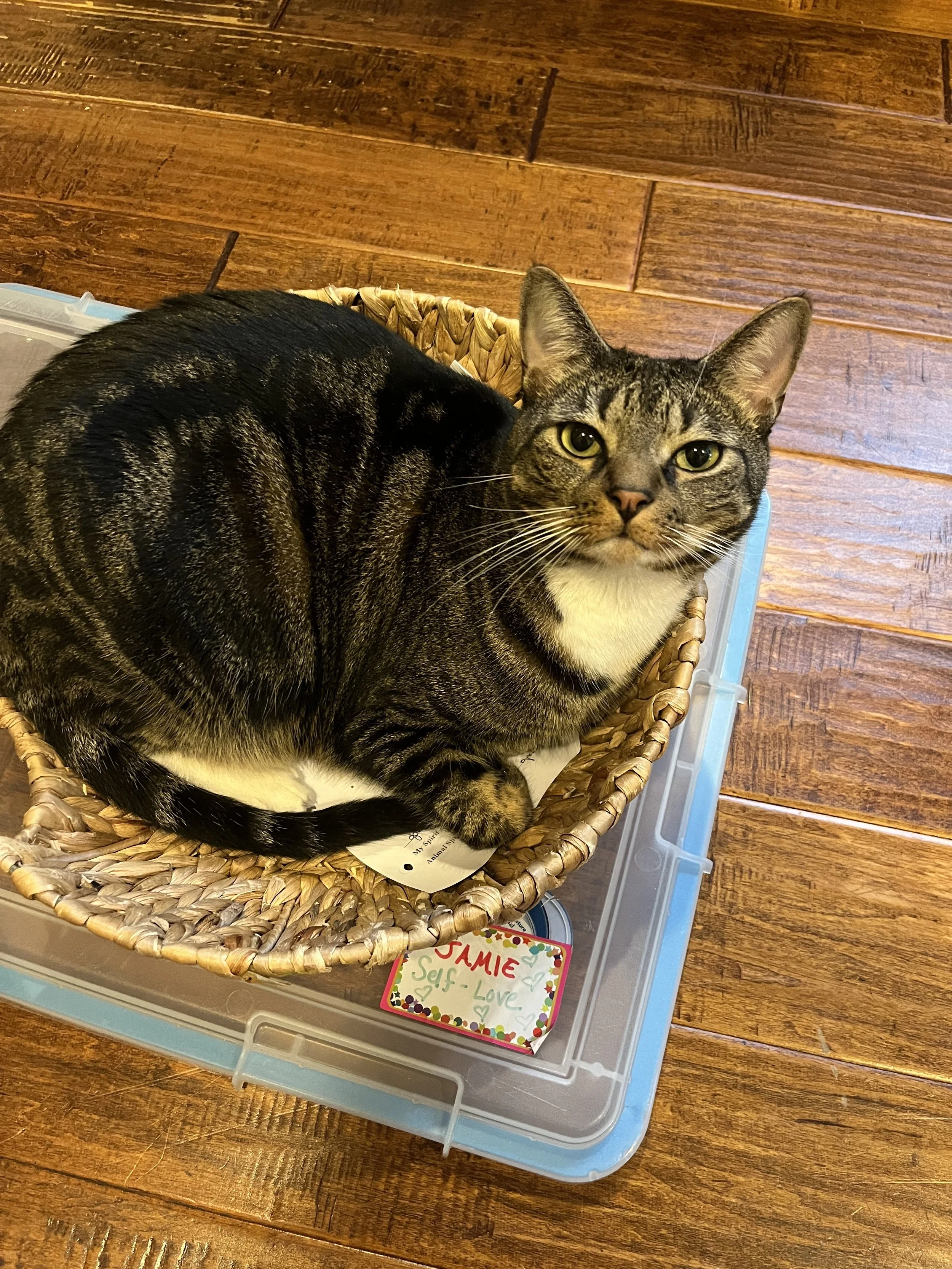 OzzieinthePrayerBasket.jpg