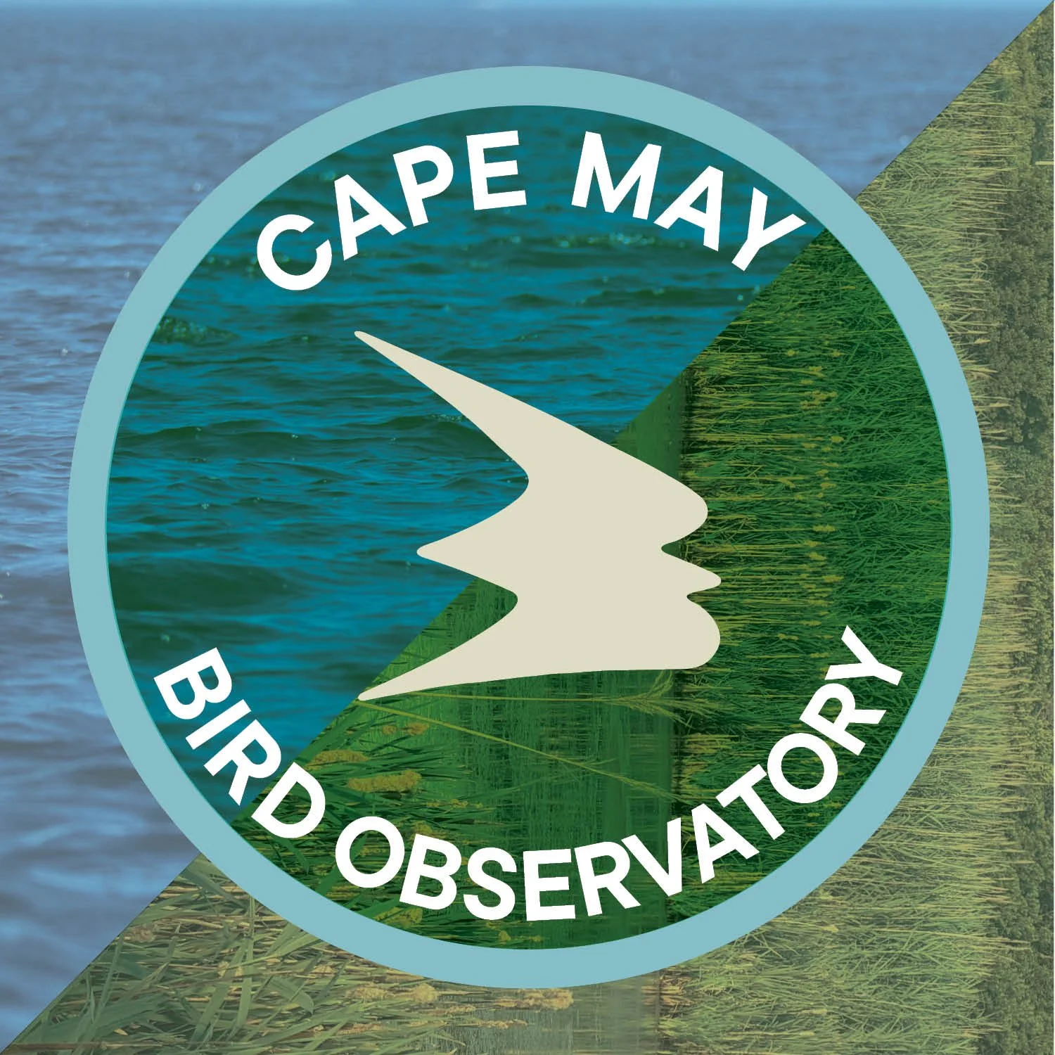 Web/Social Media Profile Image