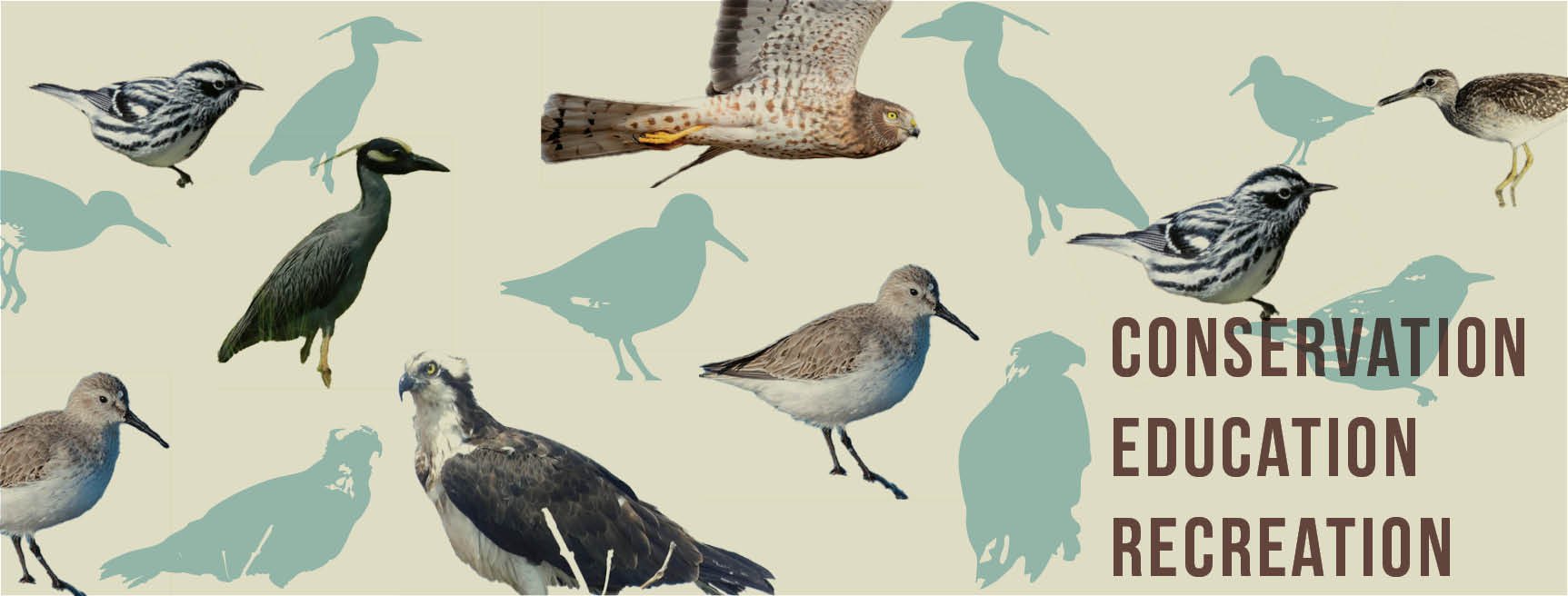 Media Presence for Cape May Bird Observatory